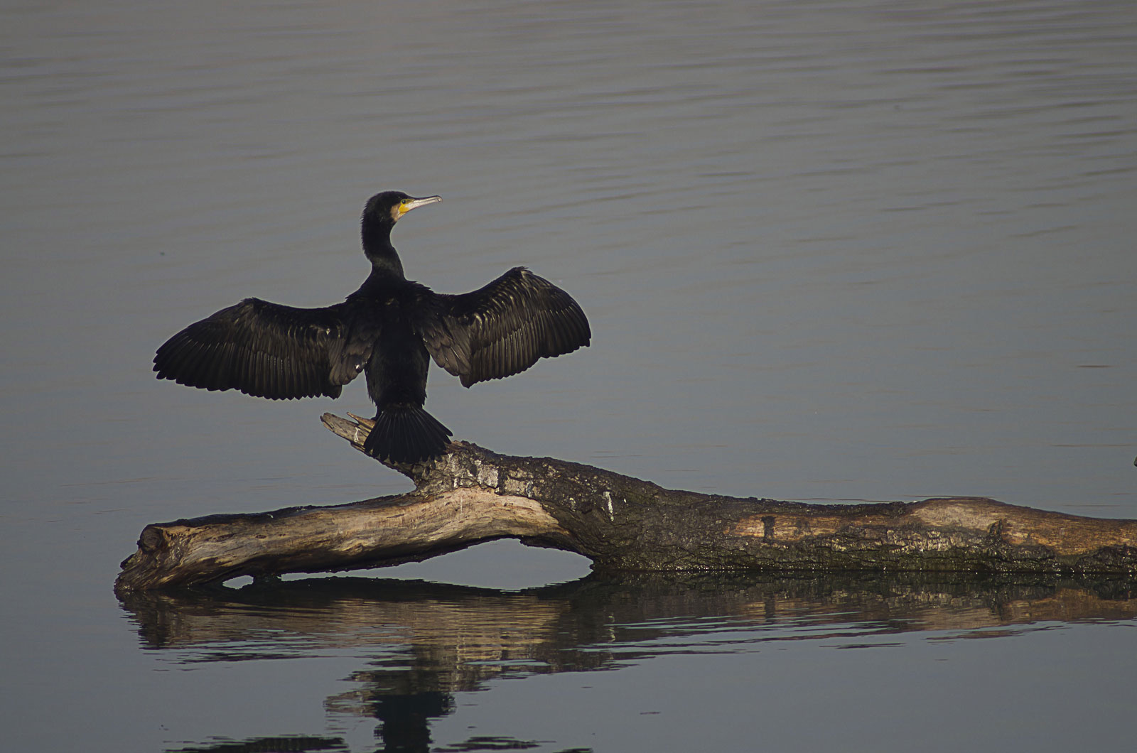 cormorant with wings