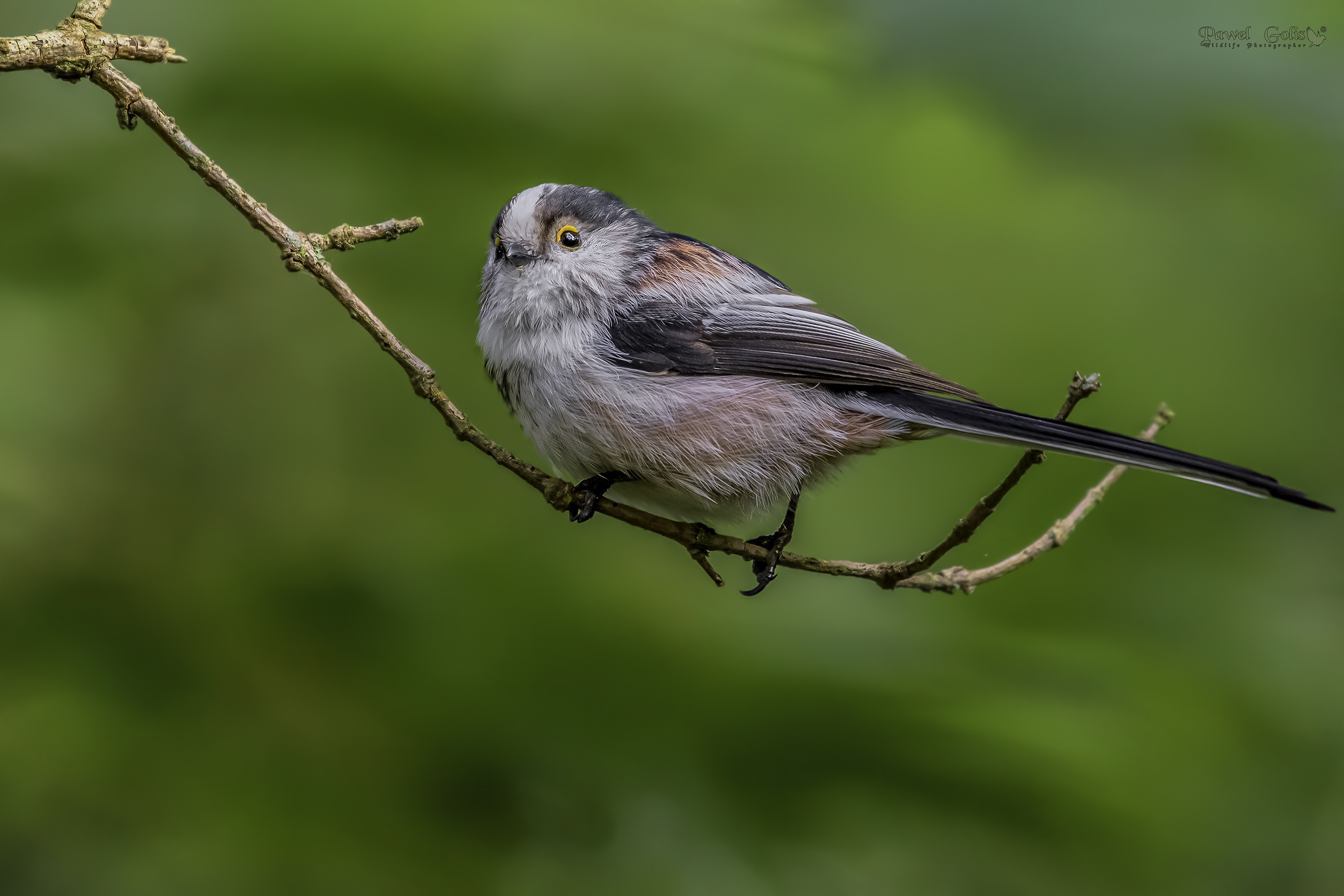 Bushtit dalla coda lunga (Aegithalos caudatus)