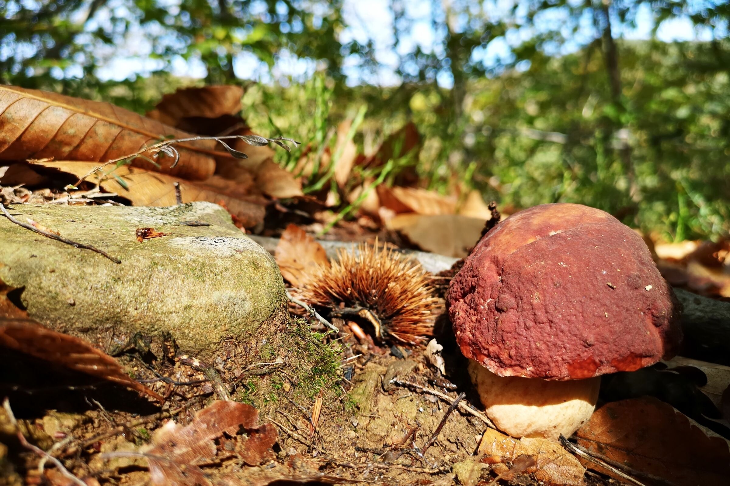 Porcino rosso nei castagni.