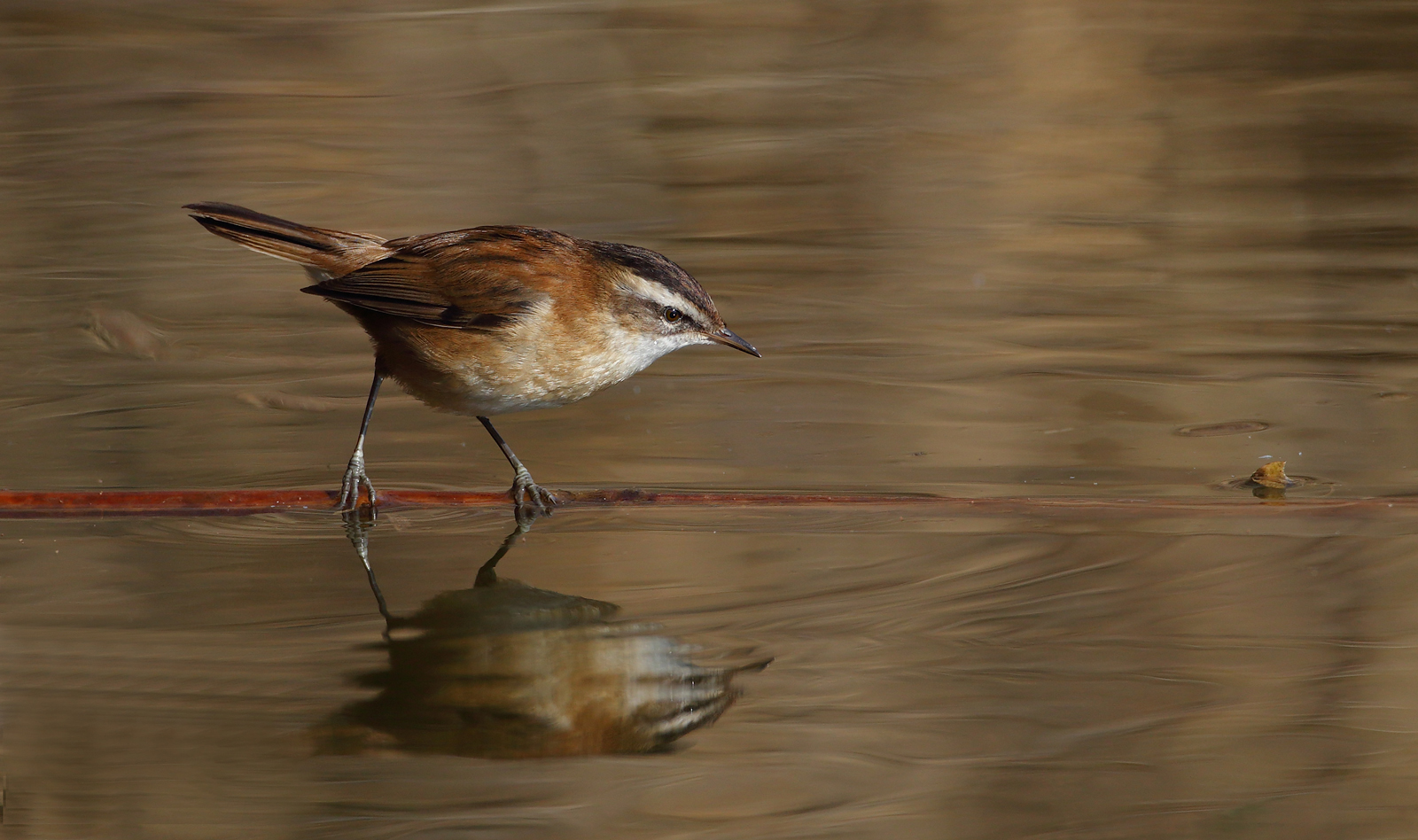 Forapaglie castagnolo