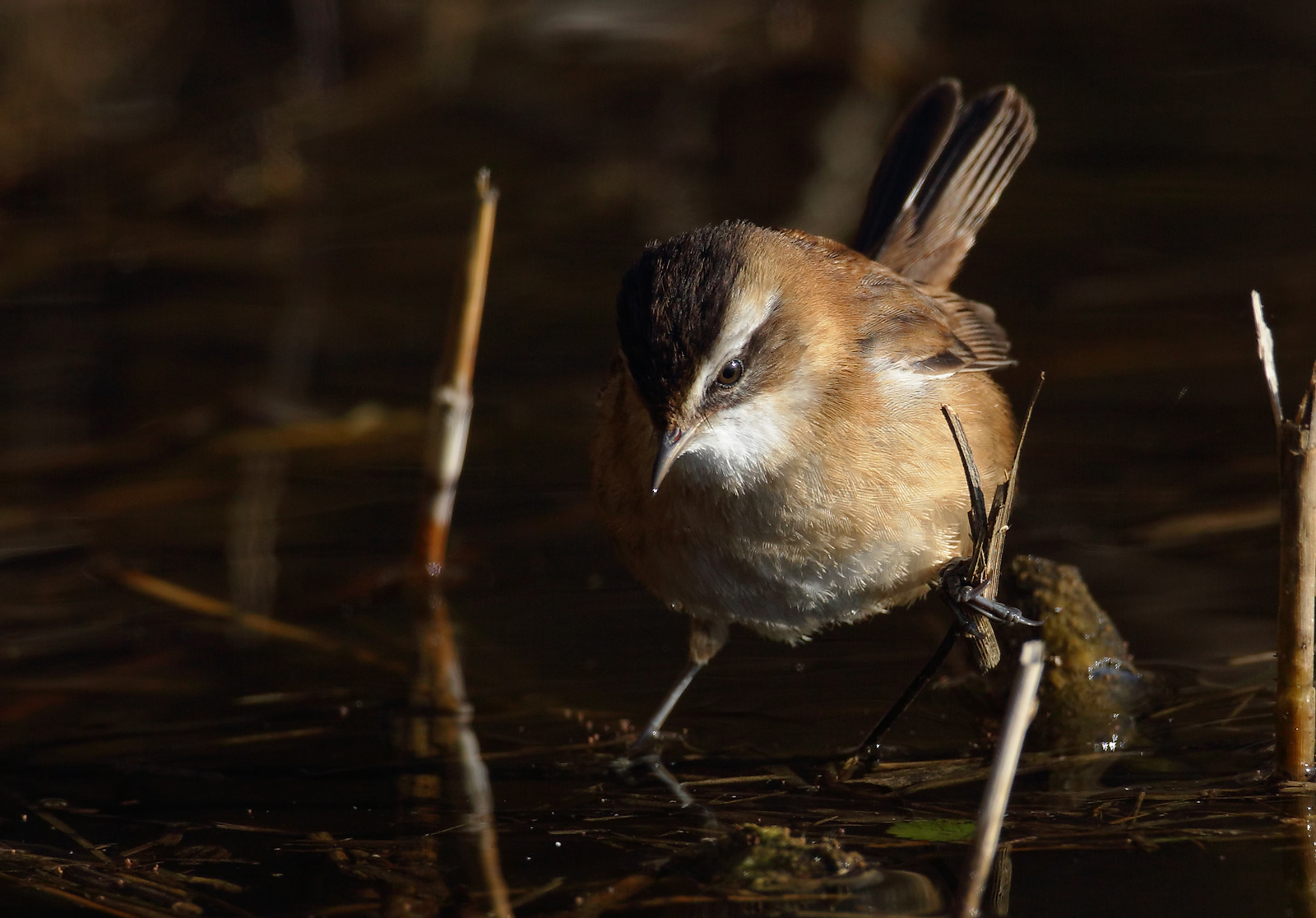 Con un filo di luce ( forapaglie castagnolo )