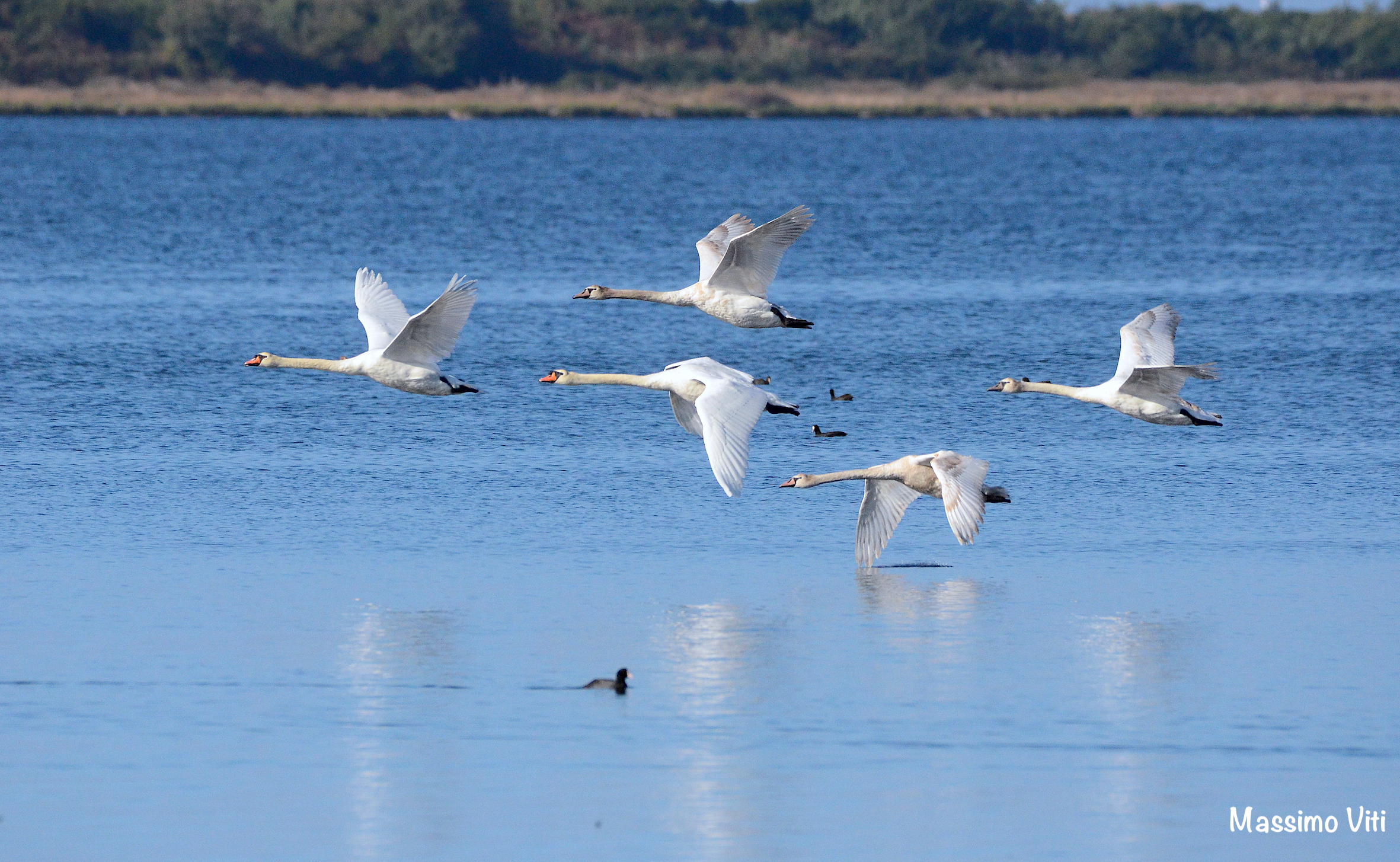 Cigni in volo