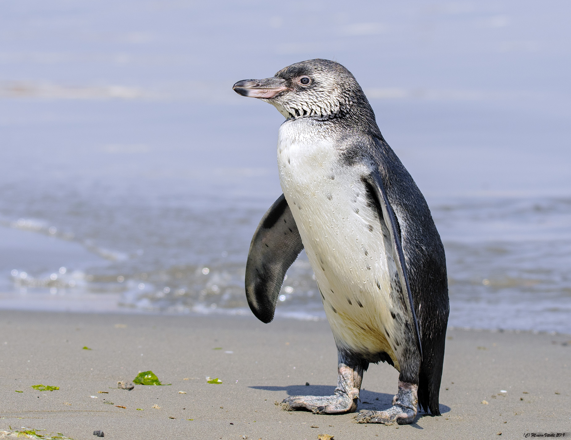Humboldt Penguin (Spheniscus humboldti)