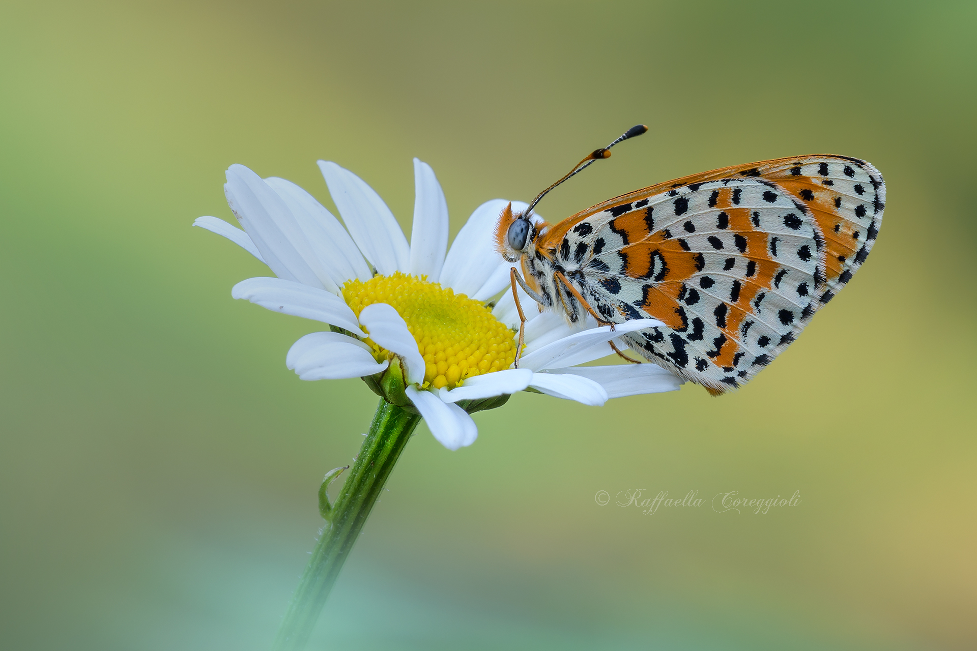 Melitaea didyma