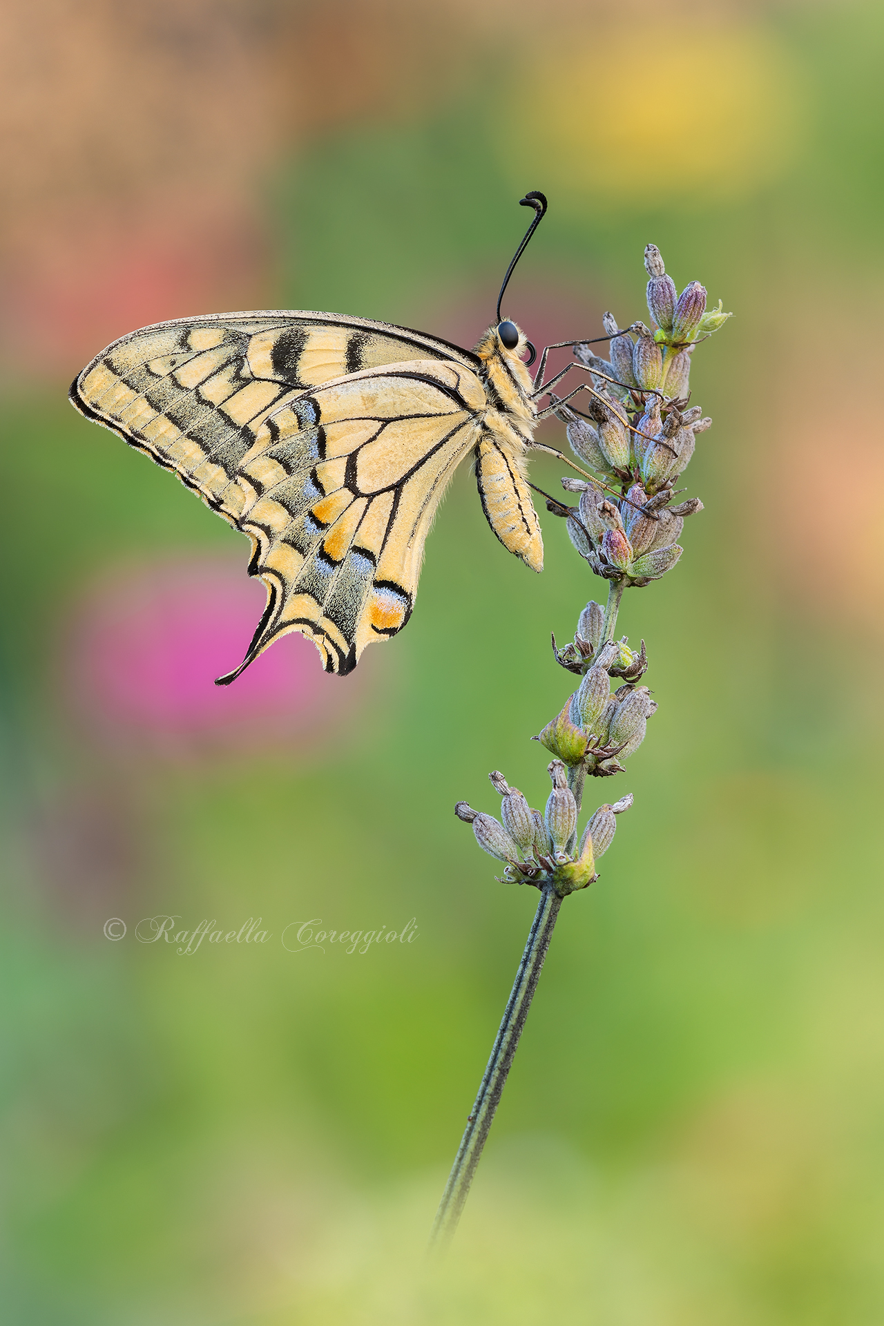 Papilio on Lavender