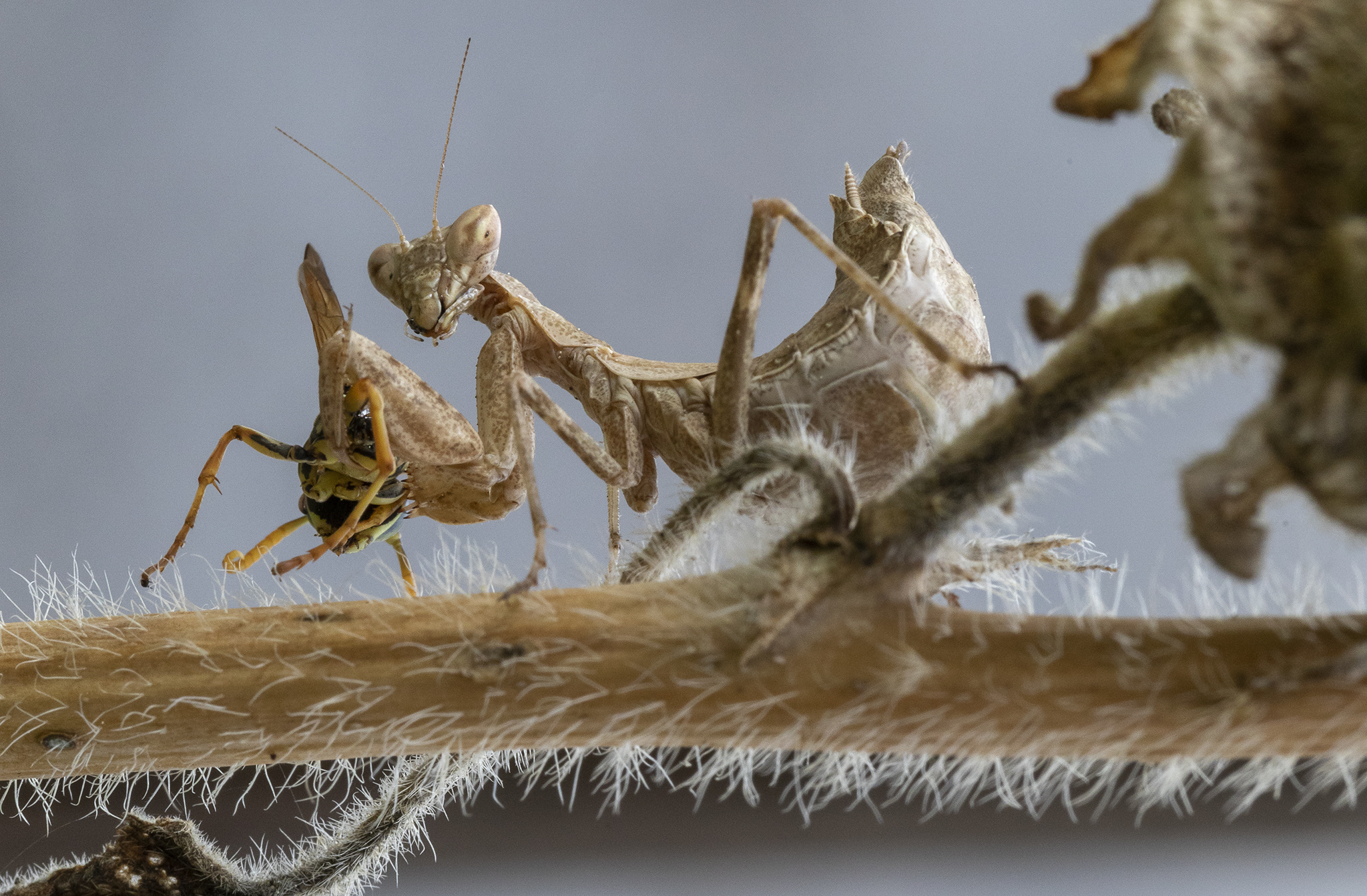Mantide di Spallanzani al pasto
