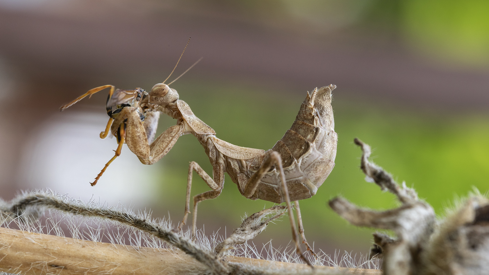 Meal Mantis