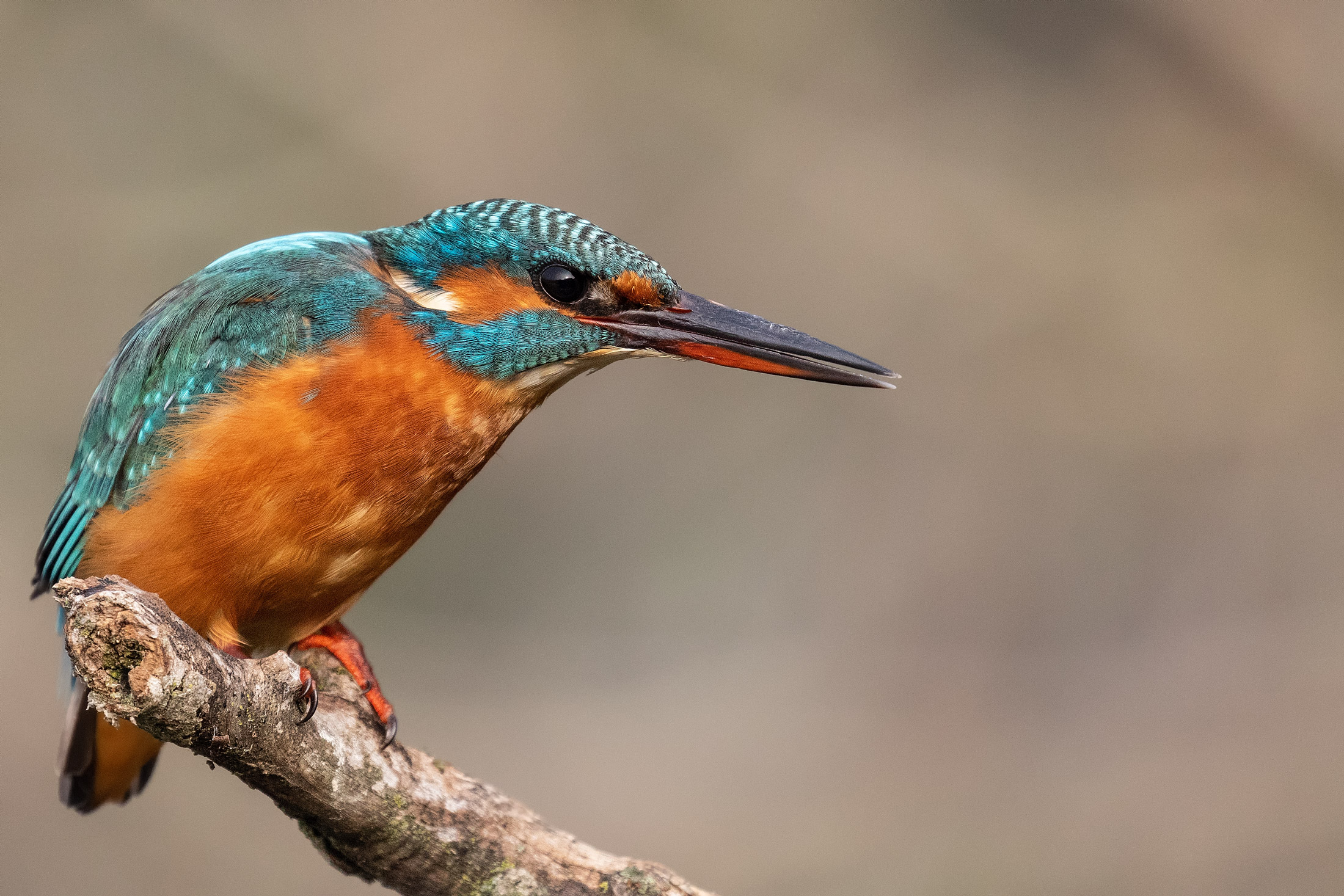 Martin Pescatore femmina