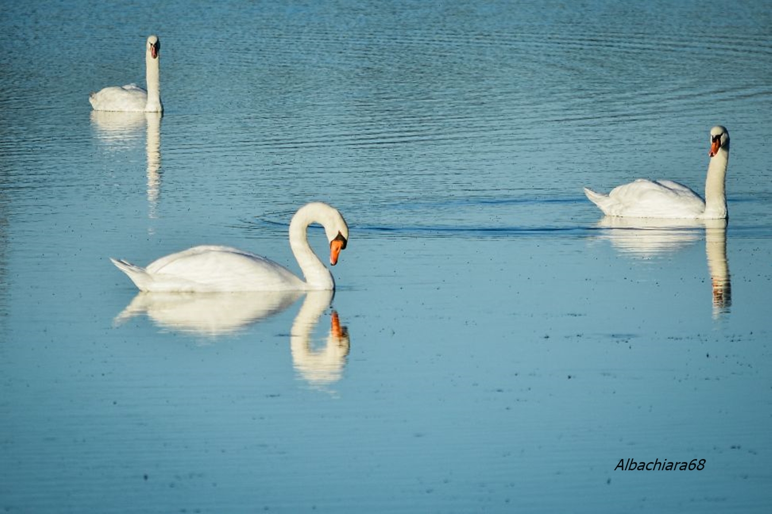 Elegance dressed in white
