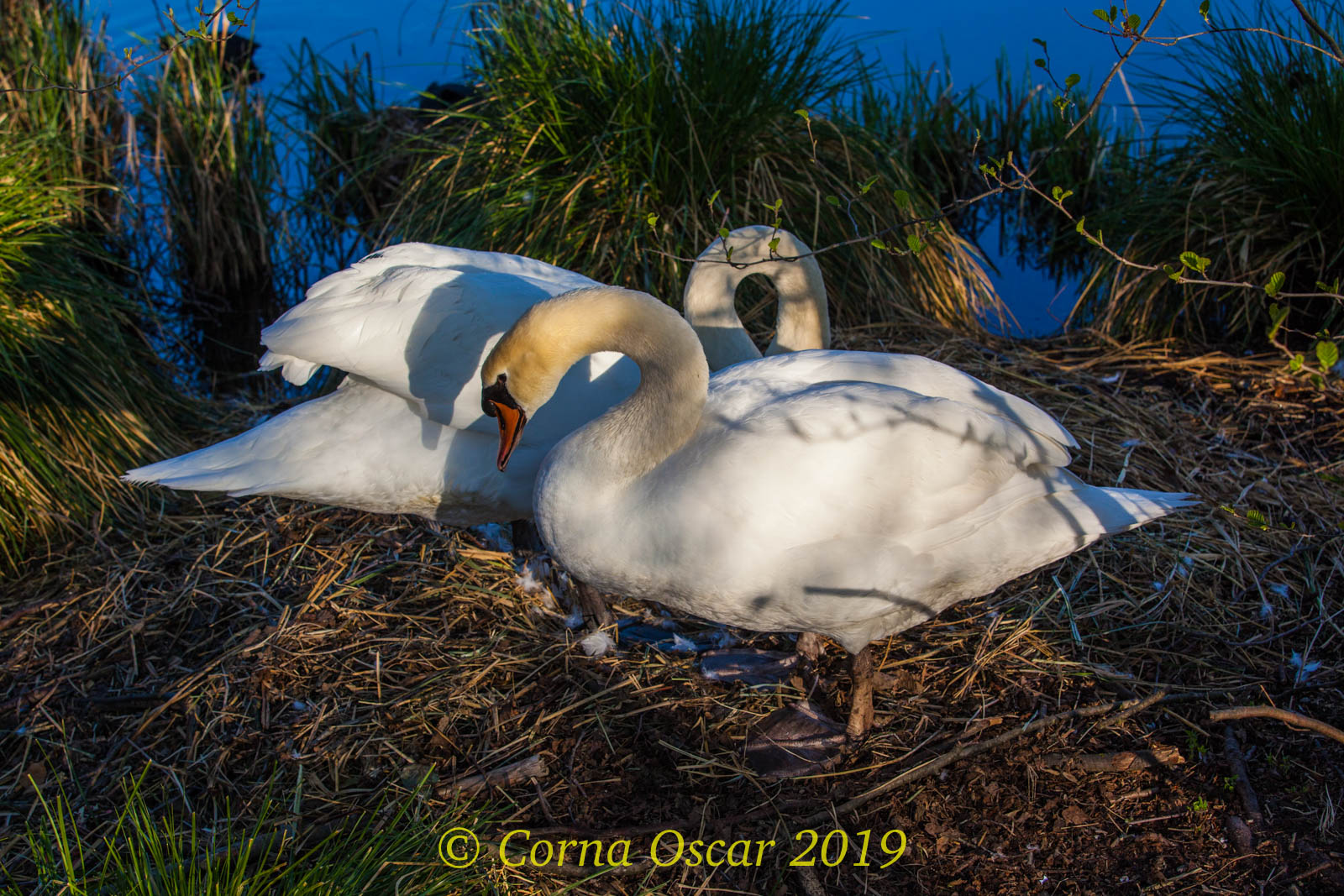 changing of the guard