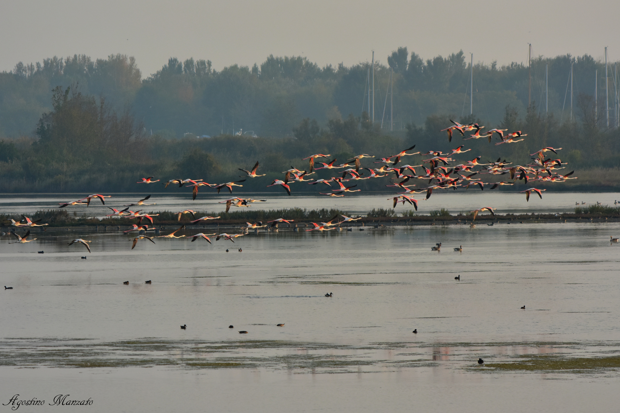 Flamingos are back in Val Cavanata