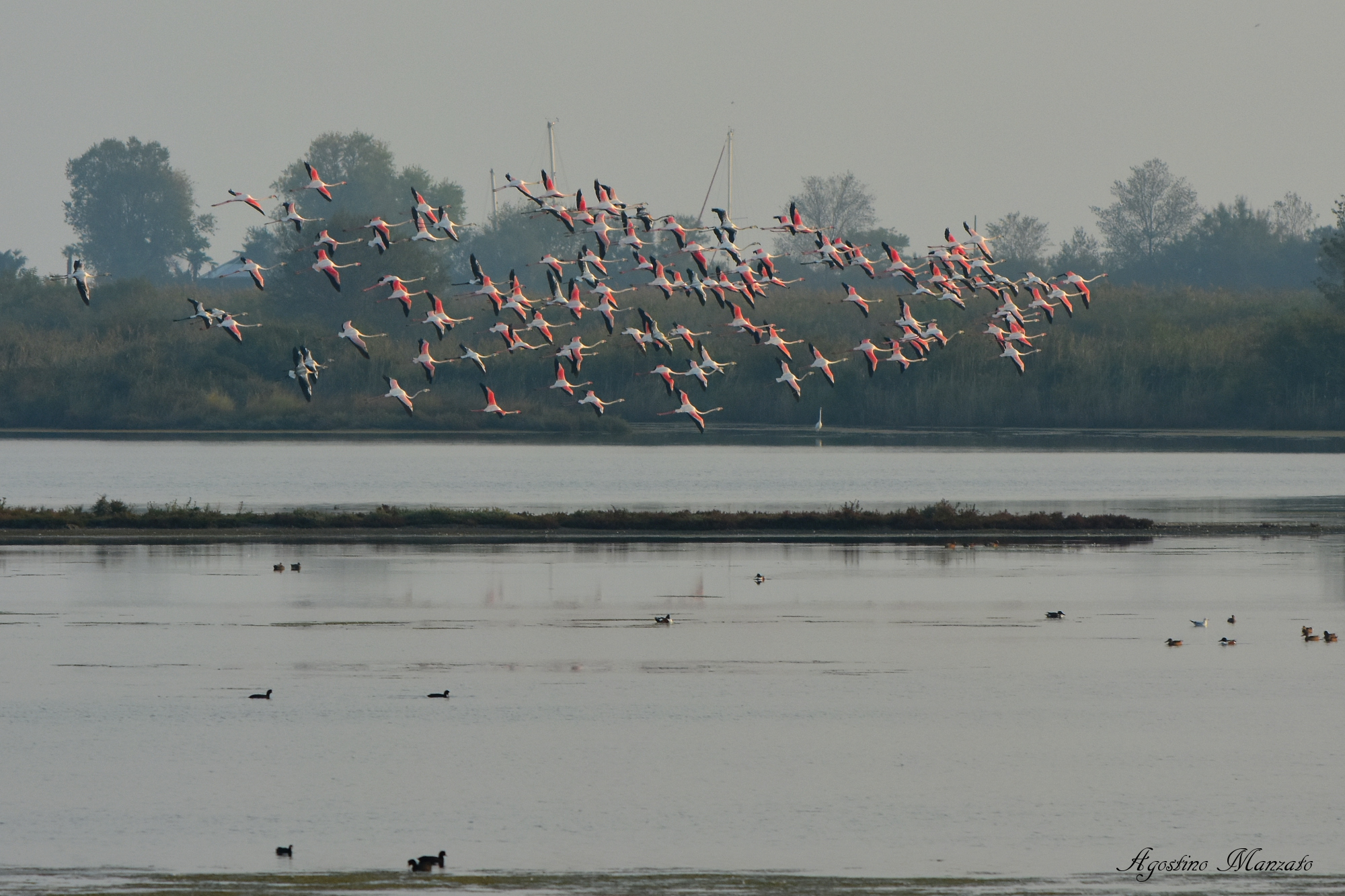 Flamingo Wing in Cavanata Valley