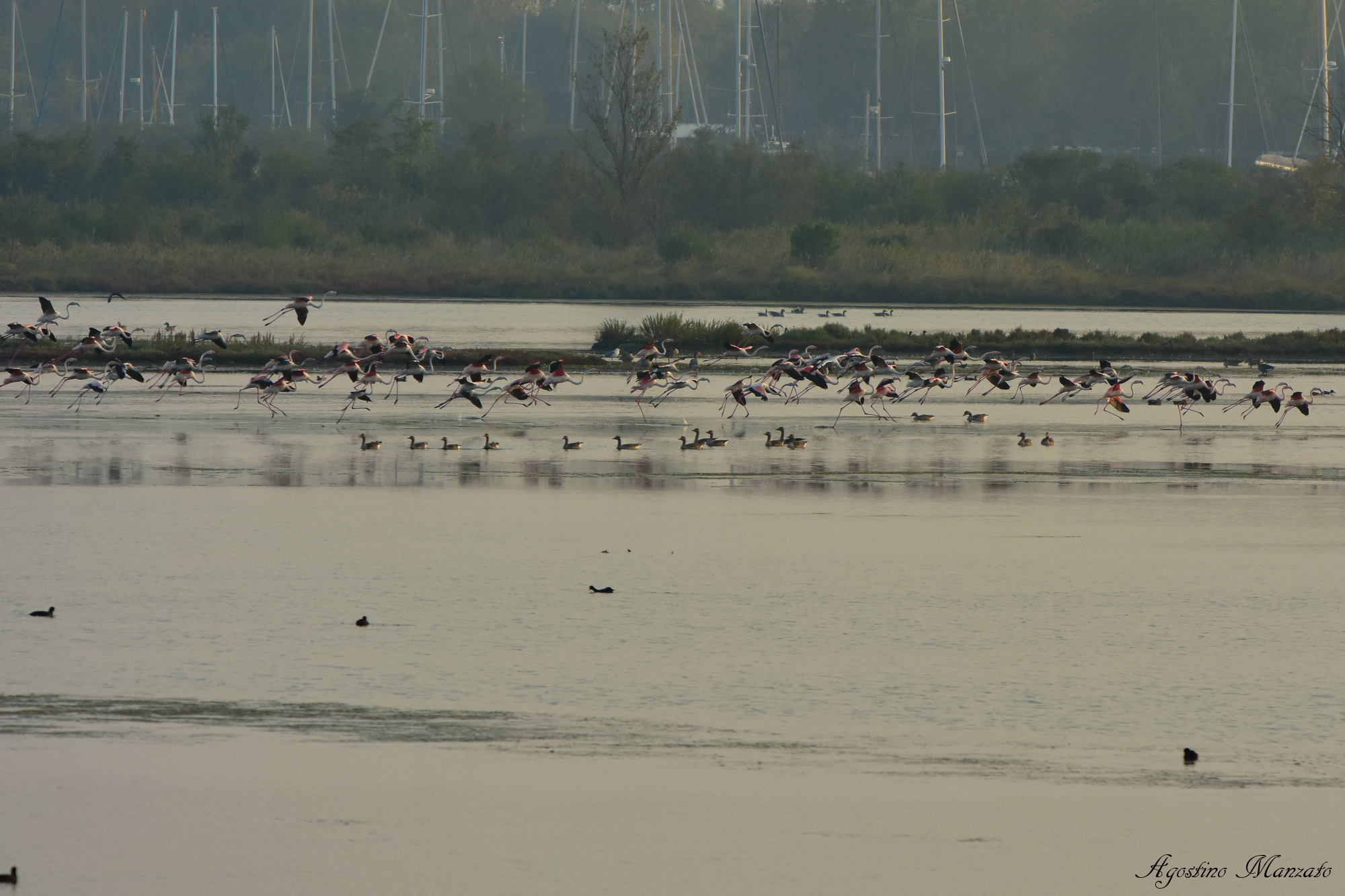 Flamingos land in Val Cavanata