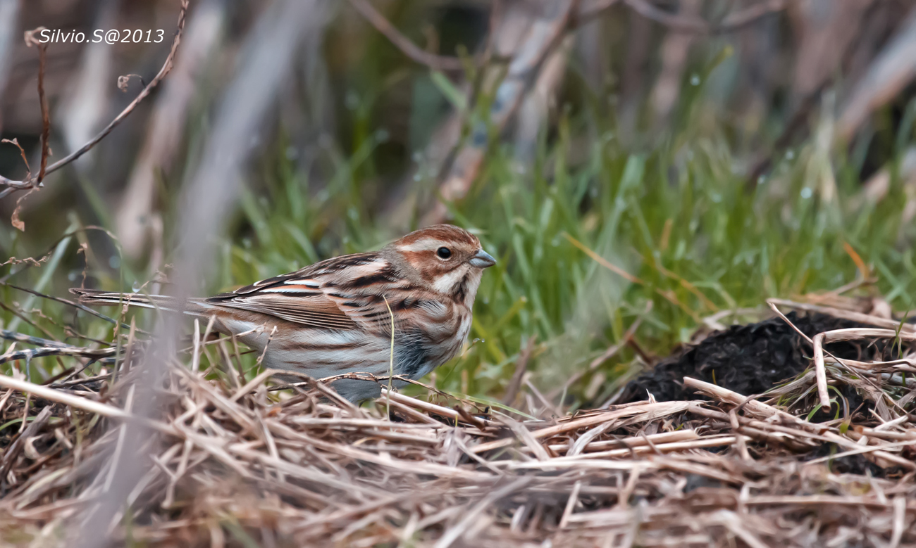 Maledetto rametto (Migliarino di palude)