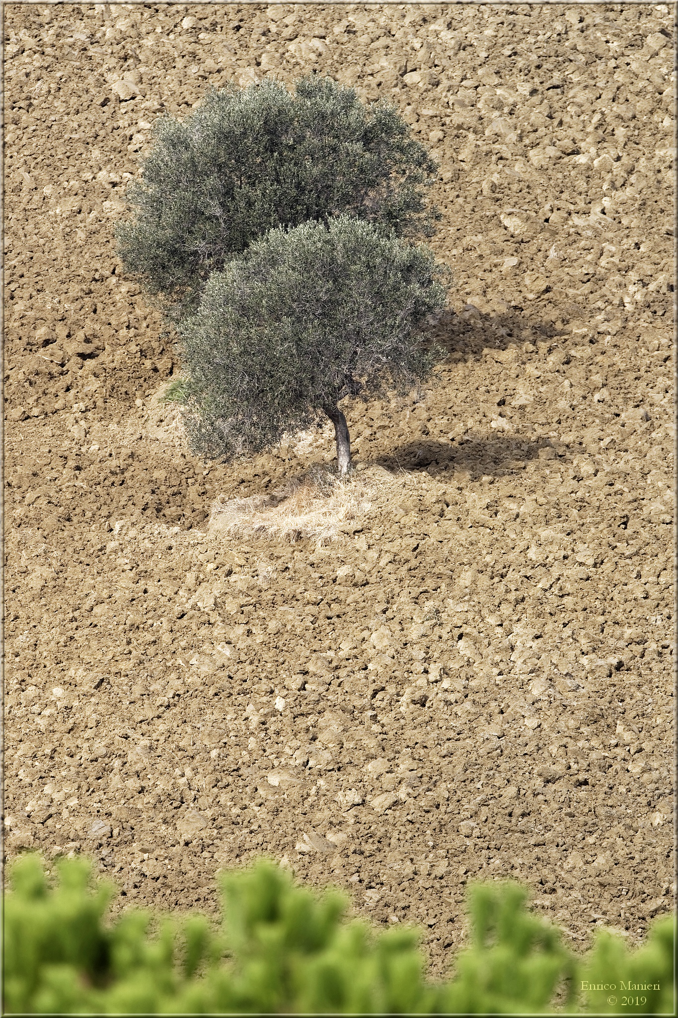 Olive trees in the hills