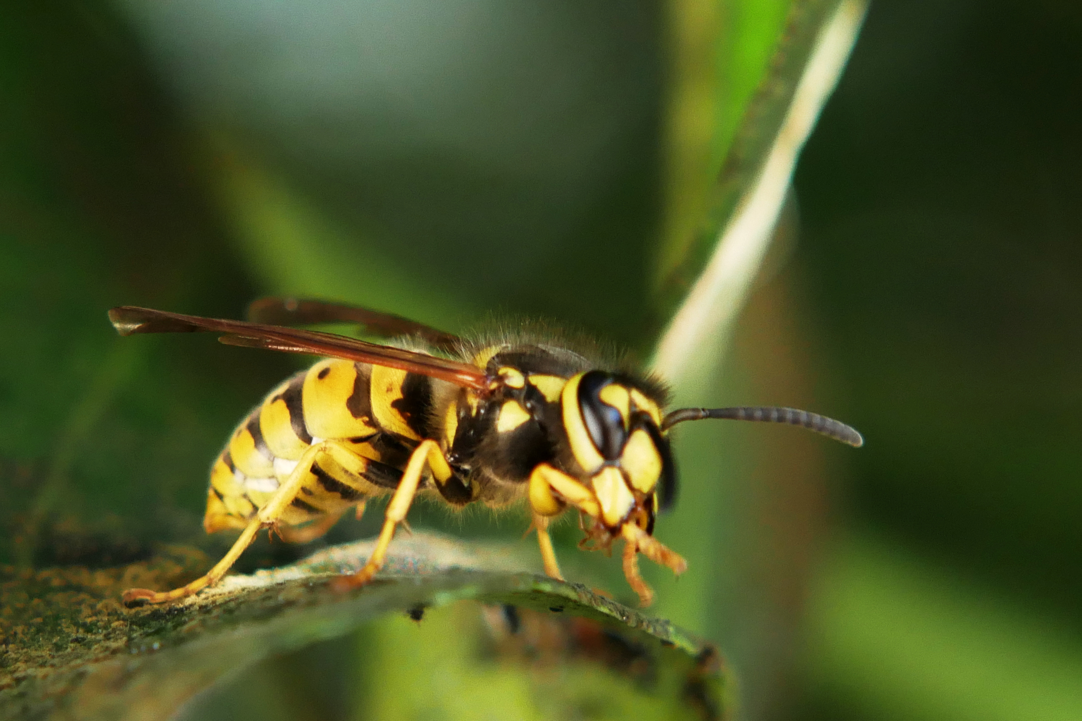 Wasp