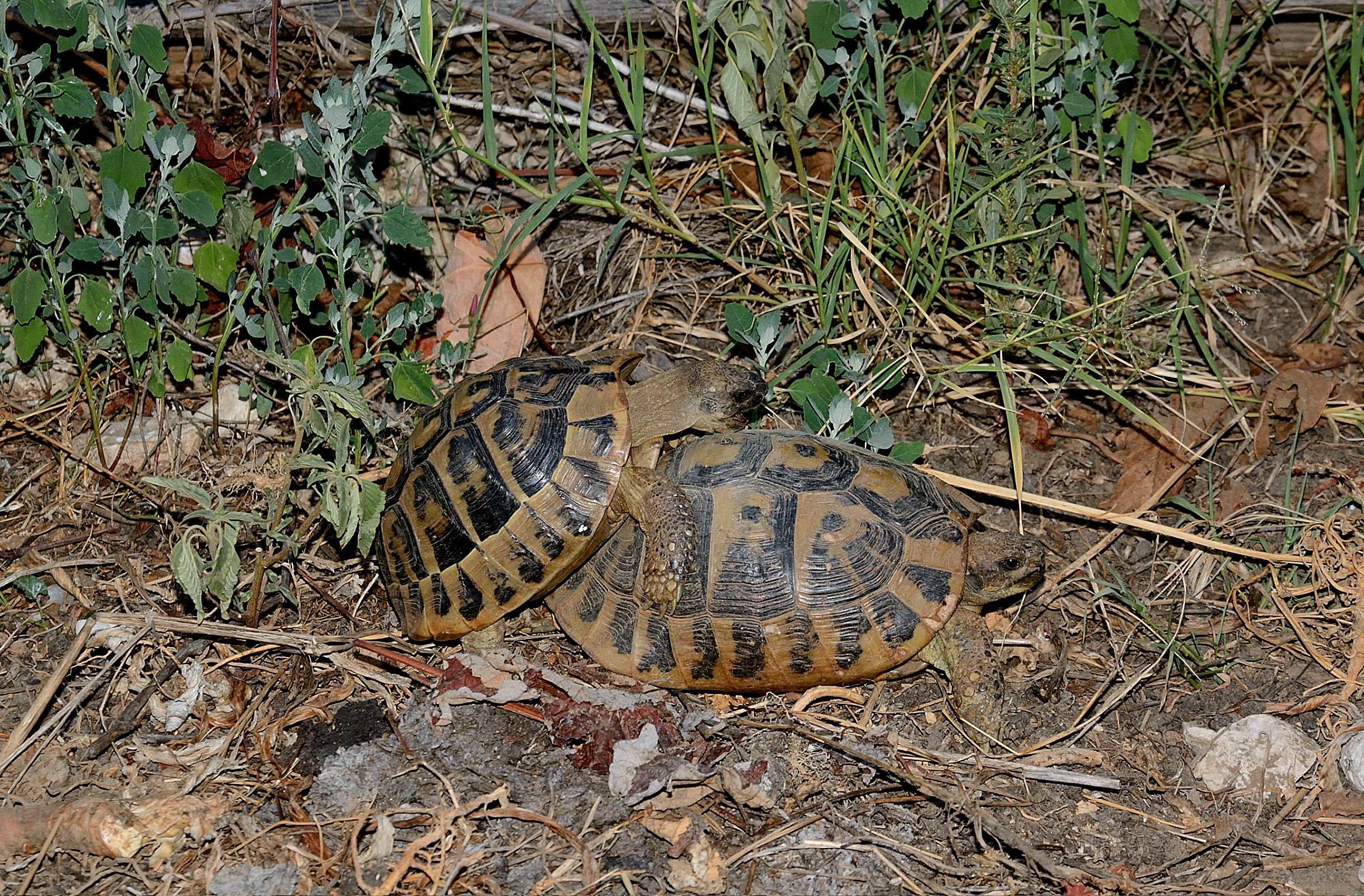 Mating tortoises.