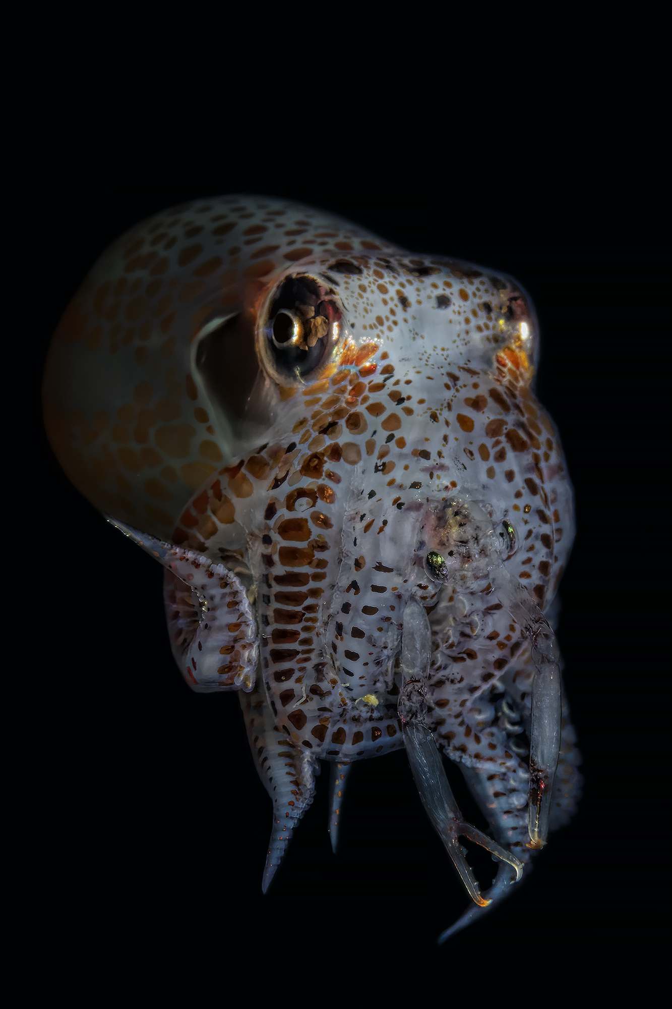 The desperation of the shrimp