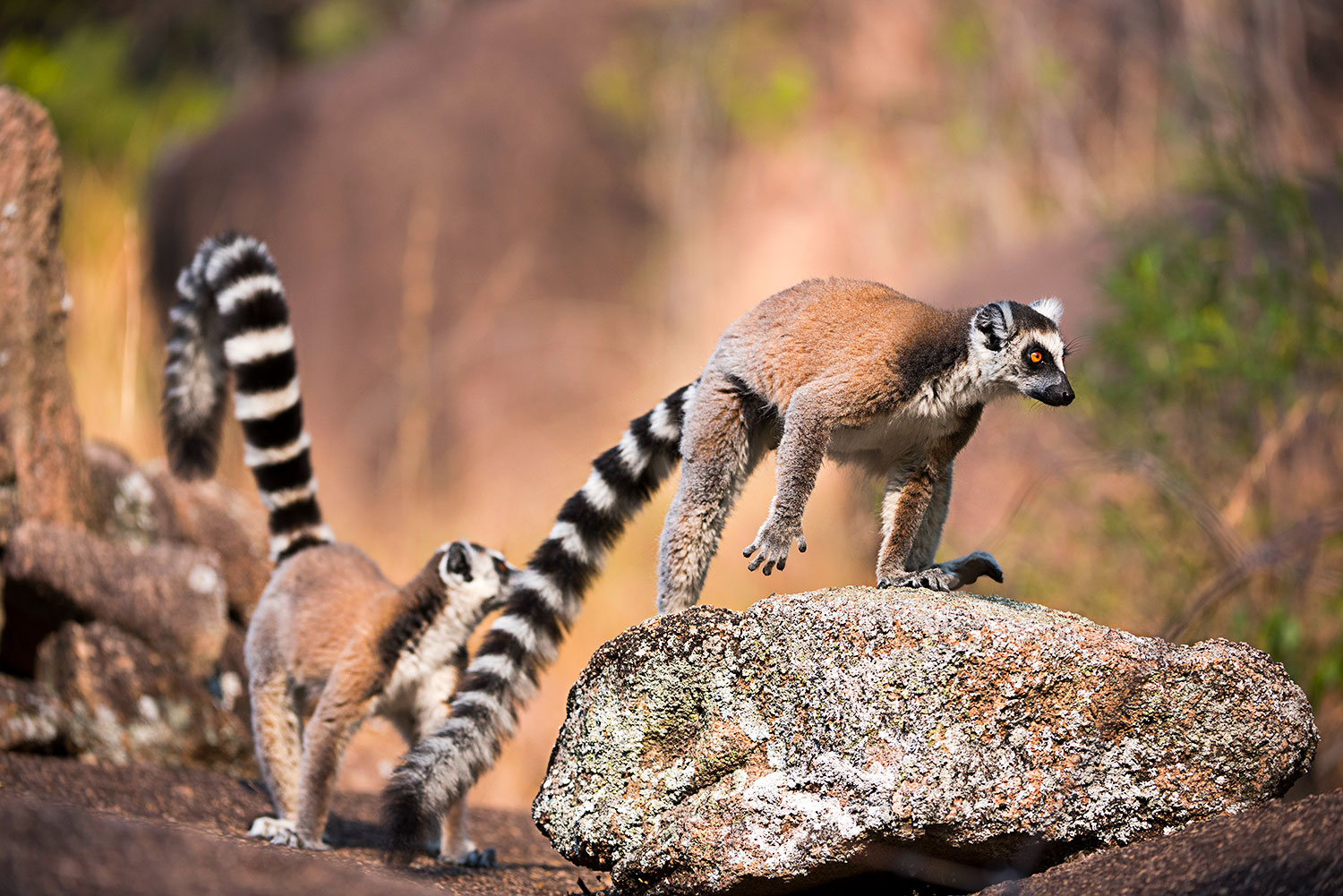 La rincorsa dei Catta