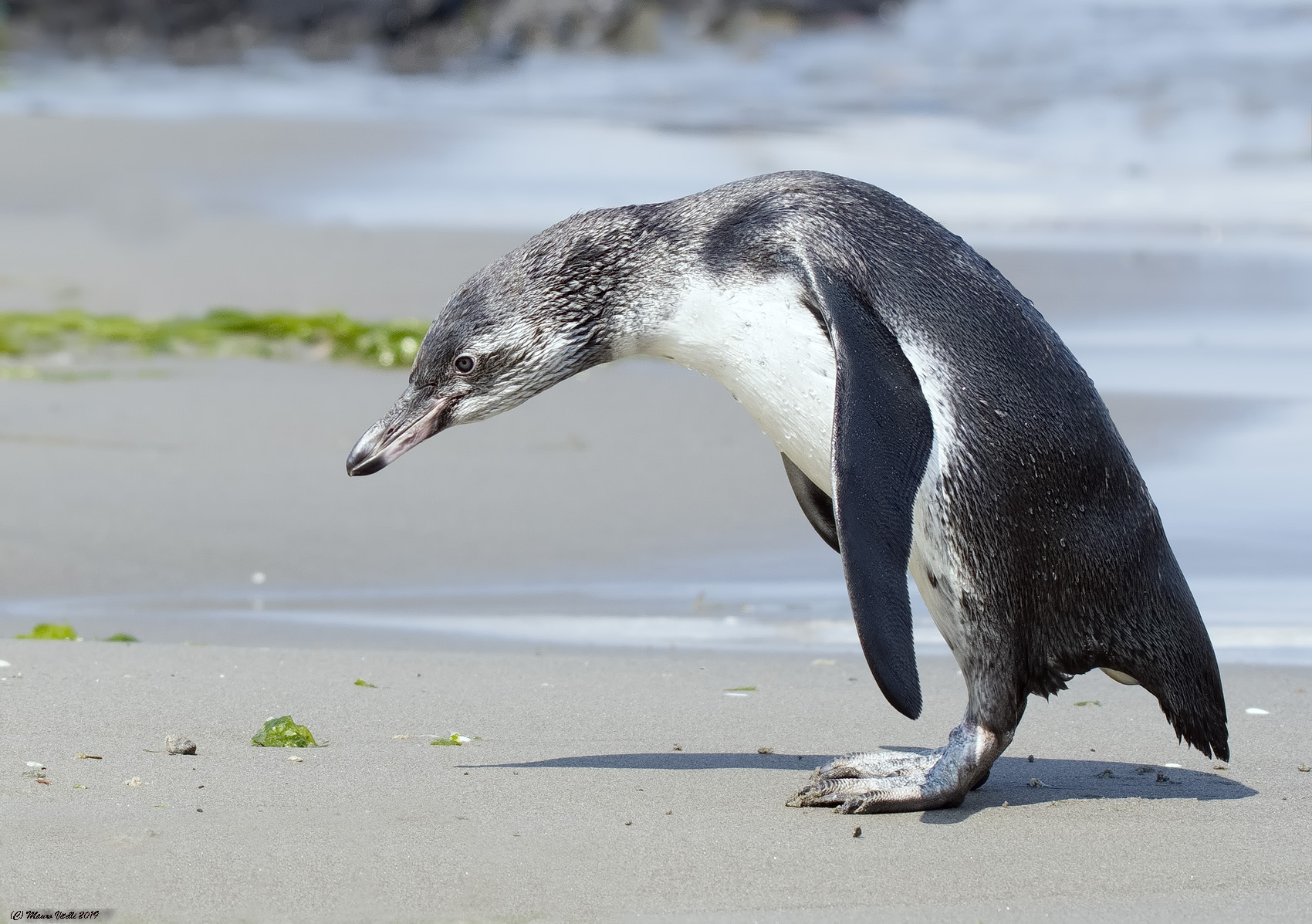 Humboldt Penguin (Spheniscus humboldti)