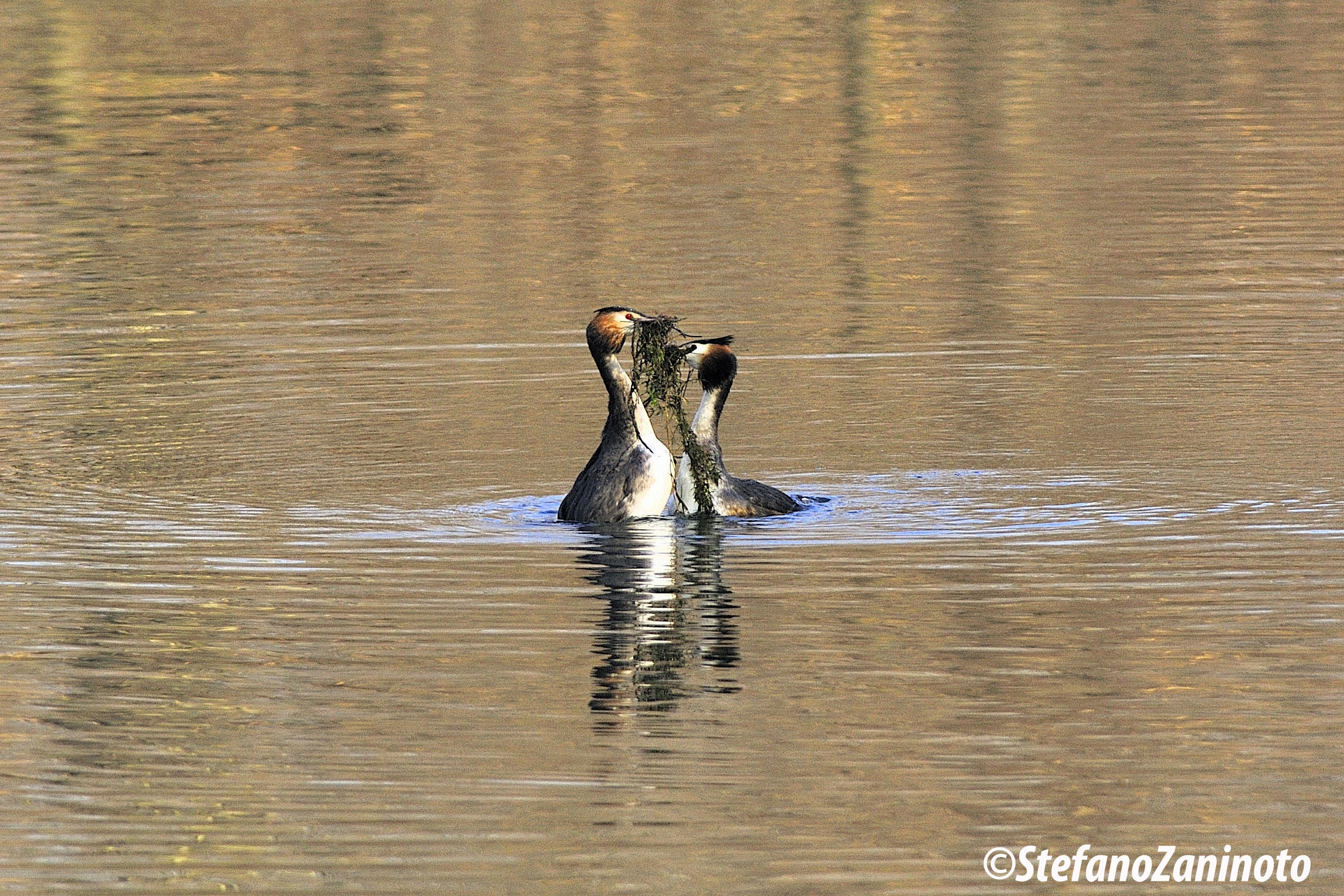 The dance of courtship