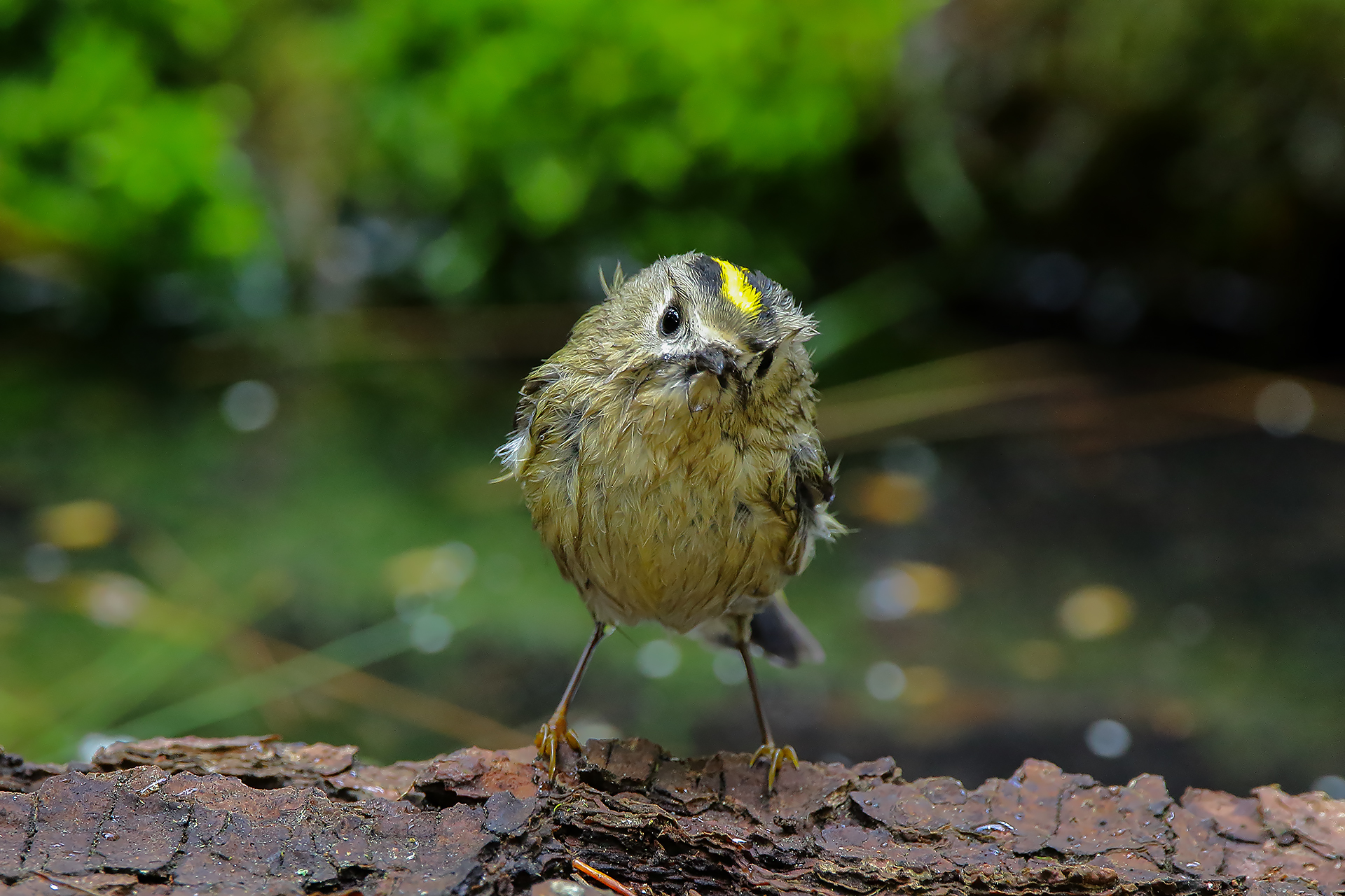 Regolo after the bath