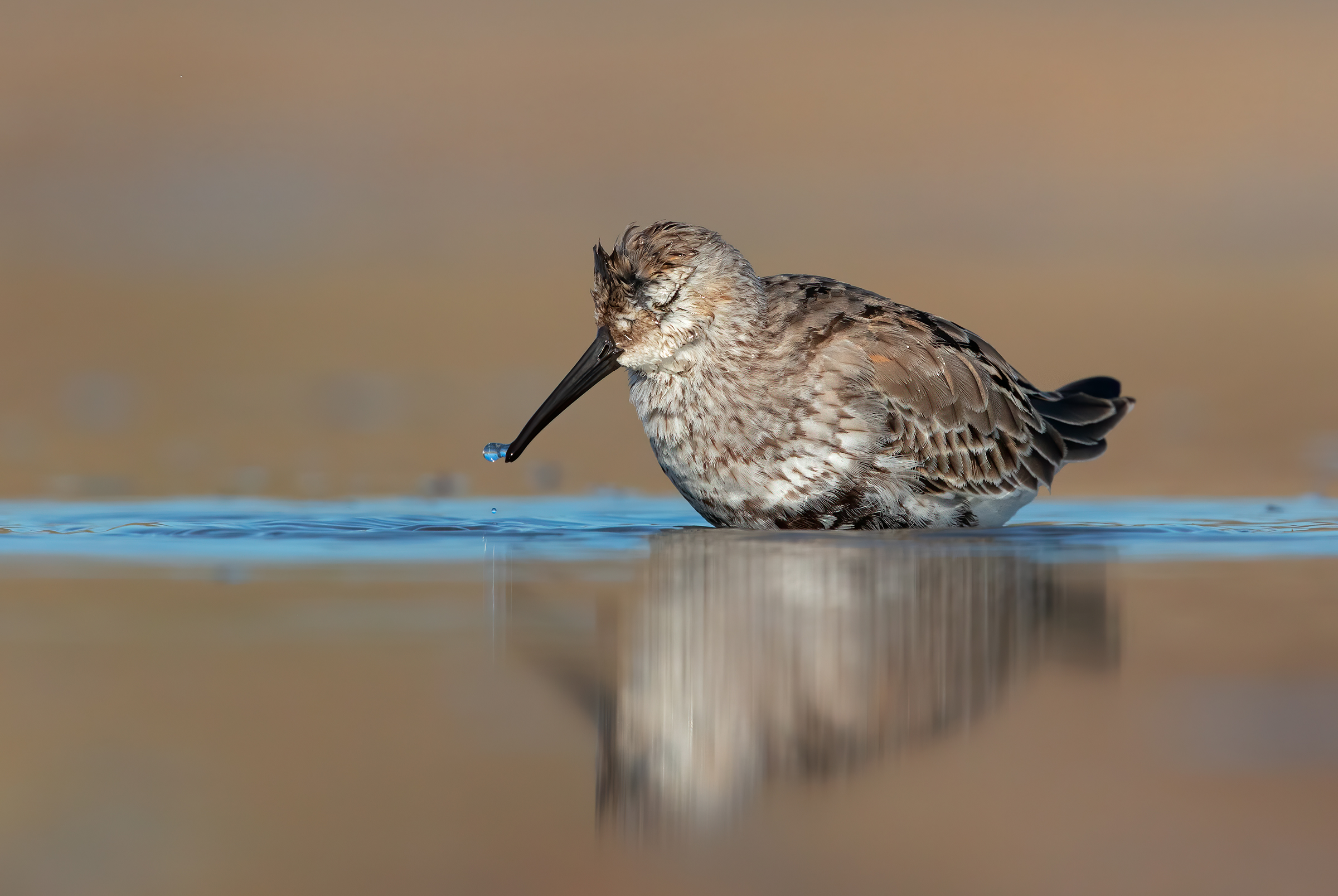 Black-bellied raincoat