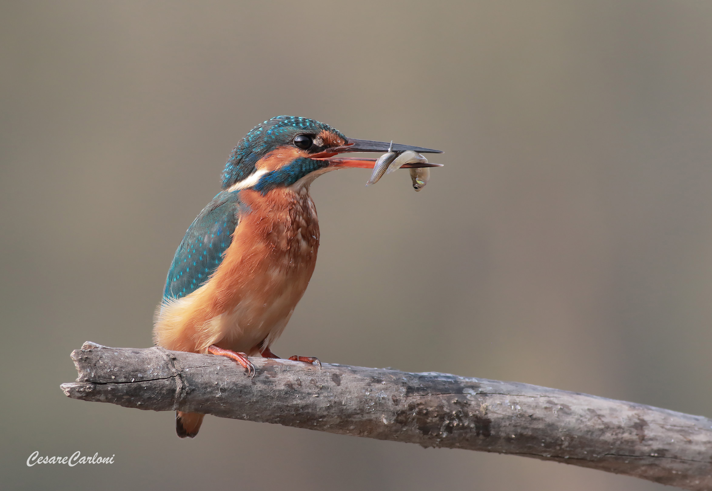 Martin fisherman (alcedo atthis)