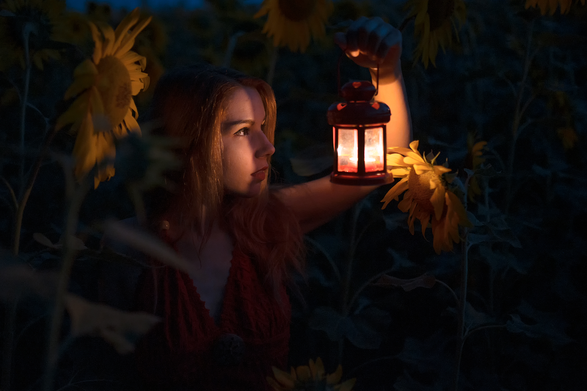 Do sunflowers sleep?