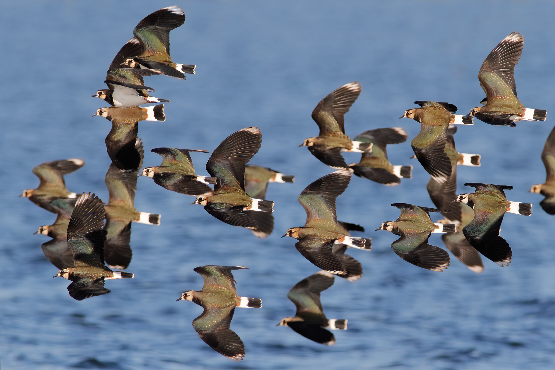 Pavobcelleflying on the lake