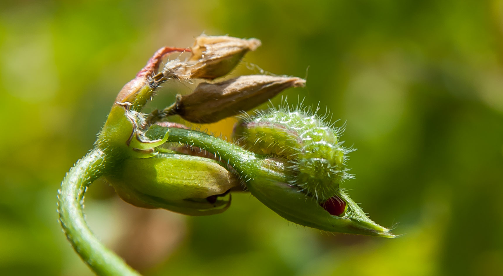 Caterpillar fio de 'na m...... a!!!!!
