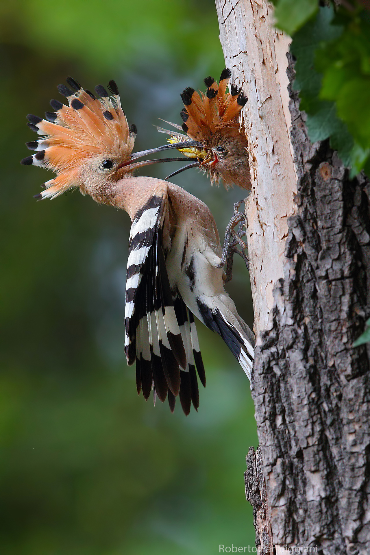 The passage of the grasshopper