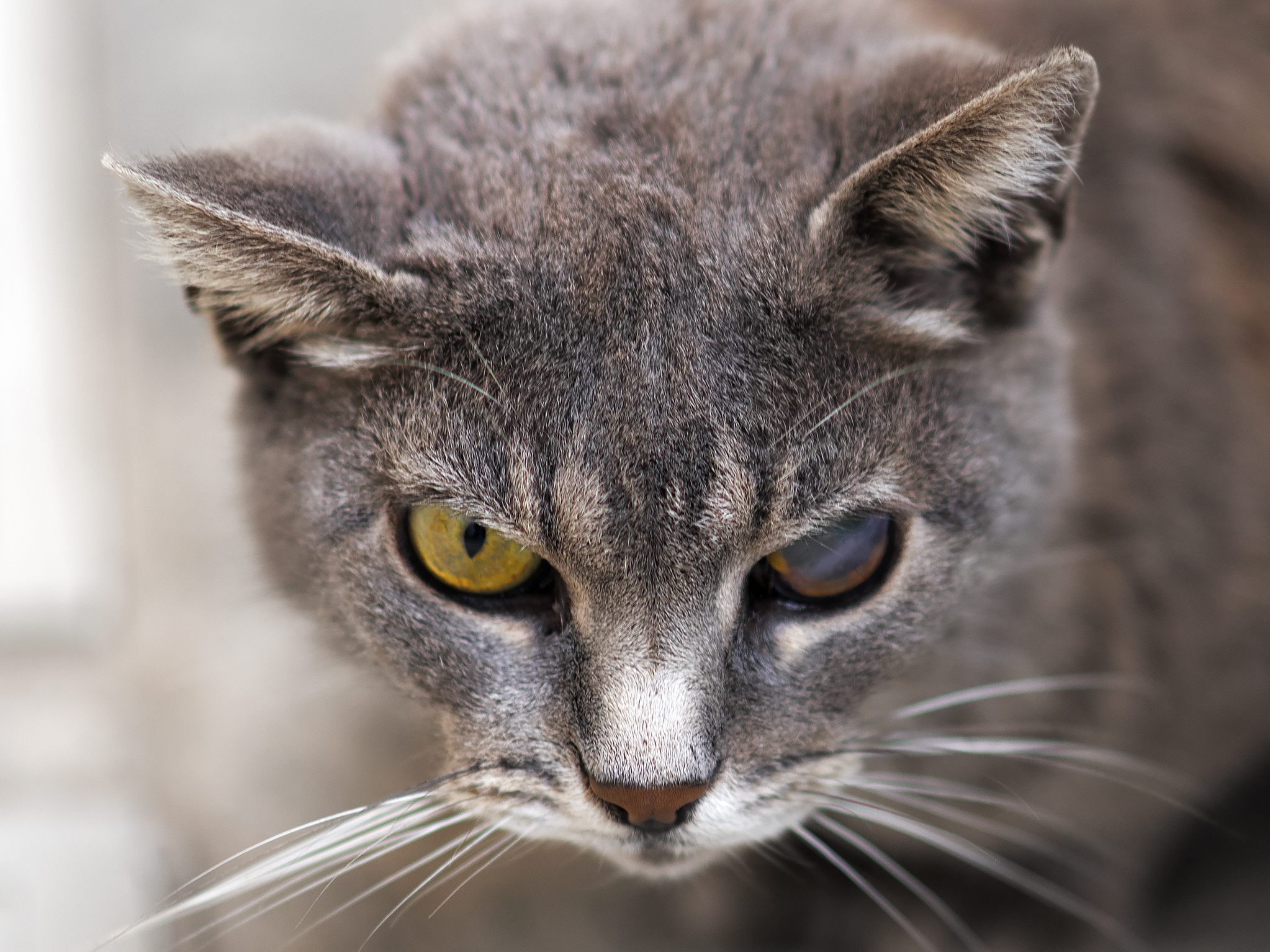 "Chiamami Jena" (cit.)