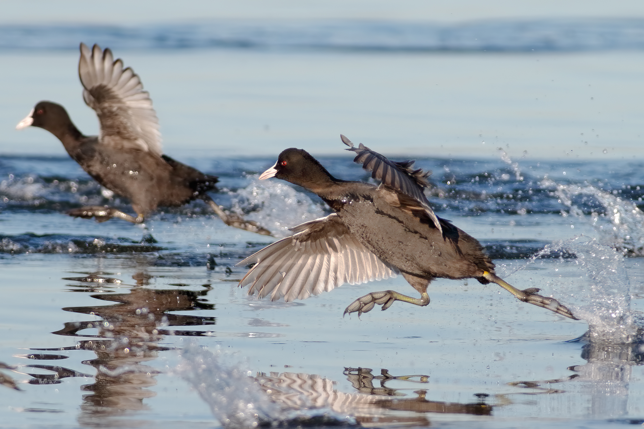 The race of the folaghe