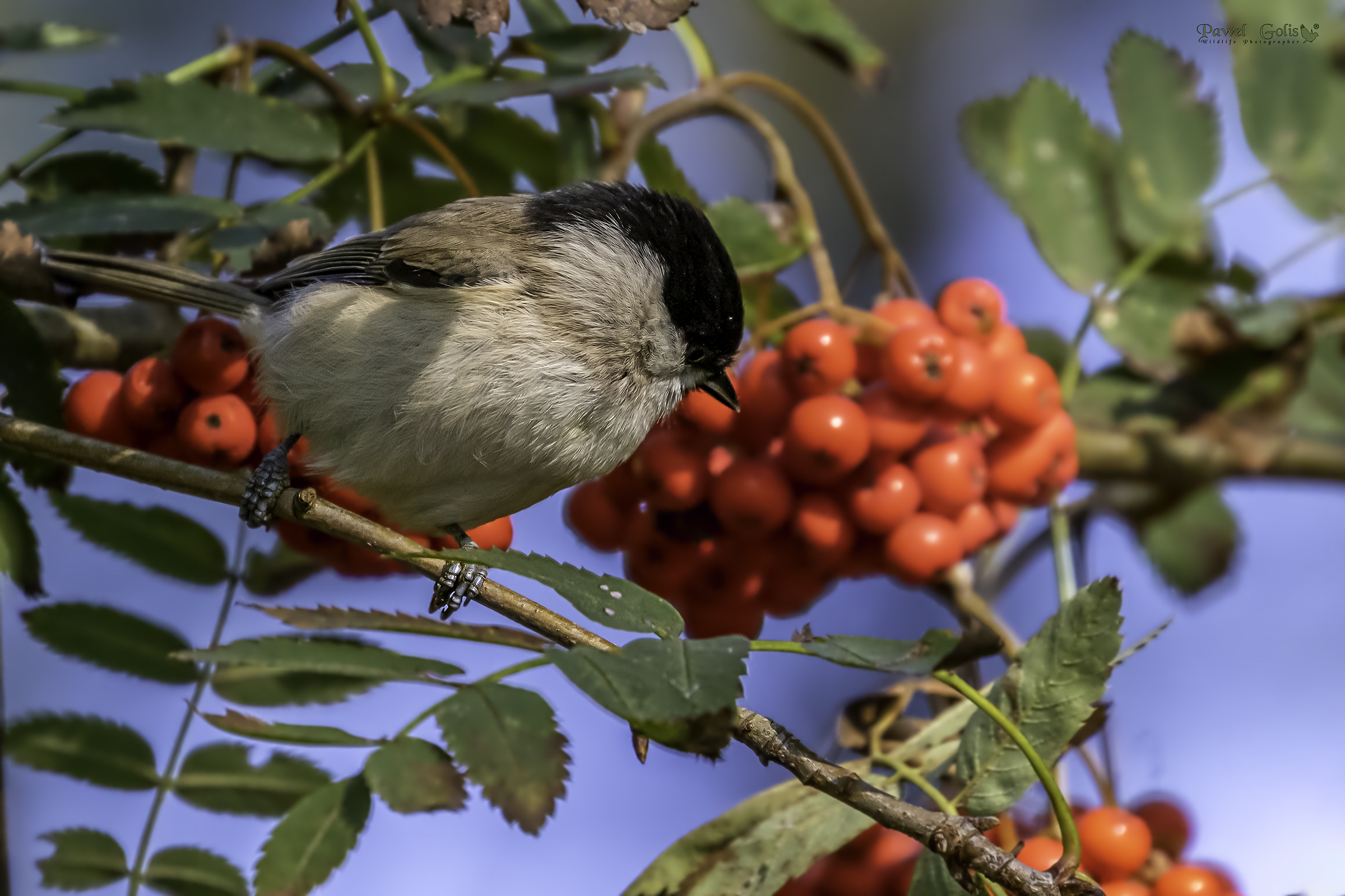 Tit di salice (Parus montanus)