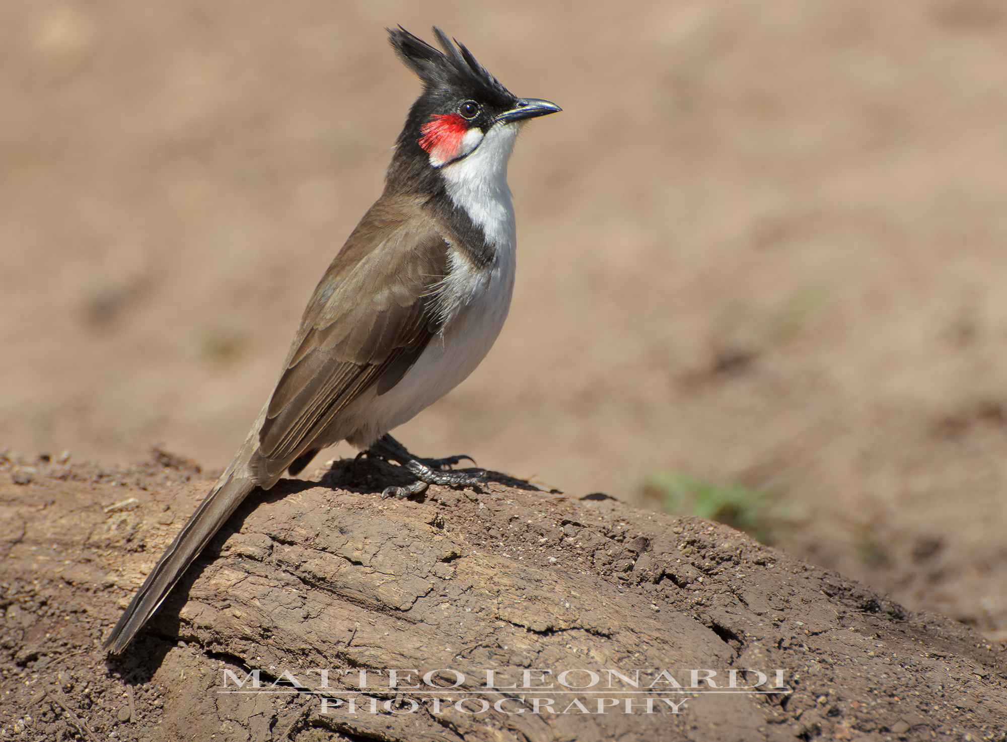 BULBUL FROM ROSSI MUSTACCHI - MAURITIUS