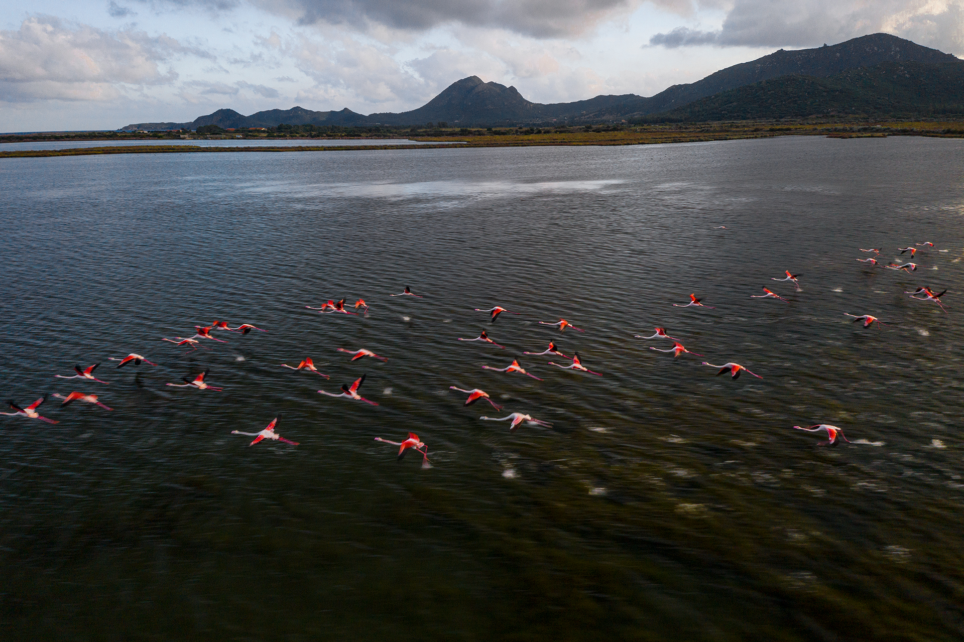 Flamingos in Sardinia
