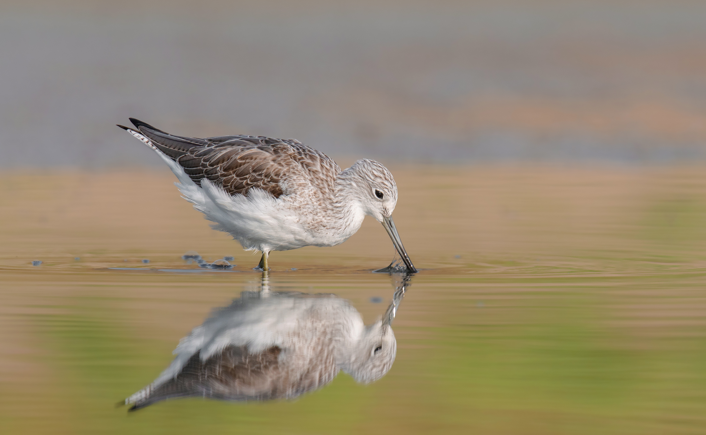 comune greenshank