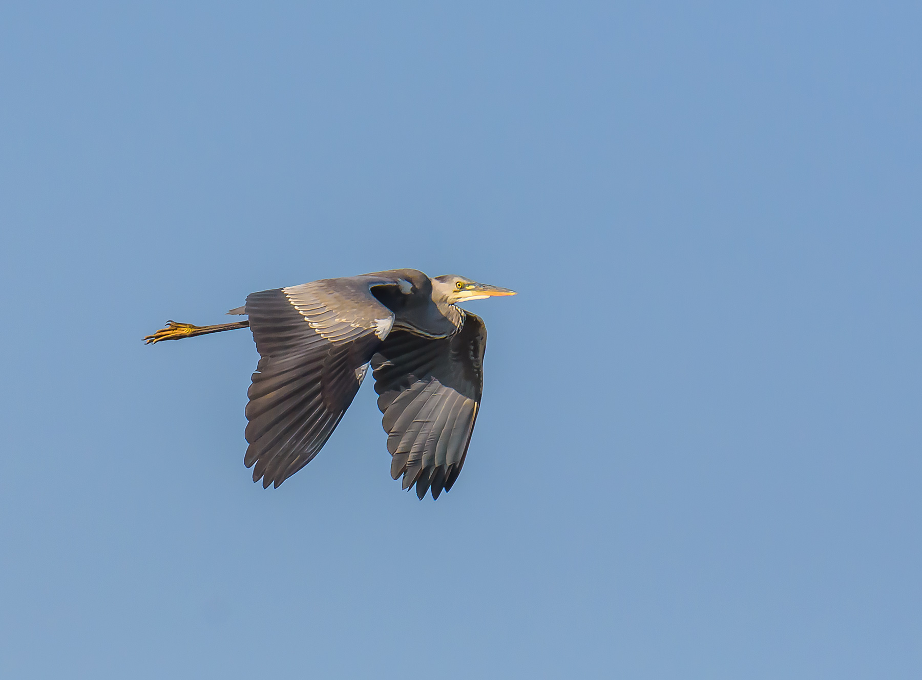 Ash heron