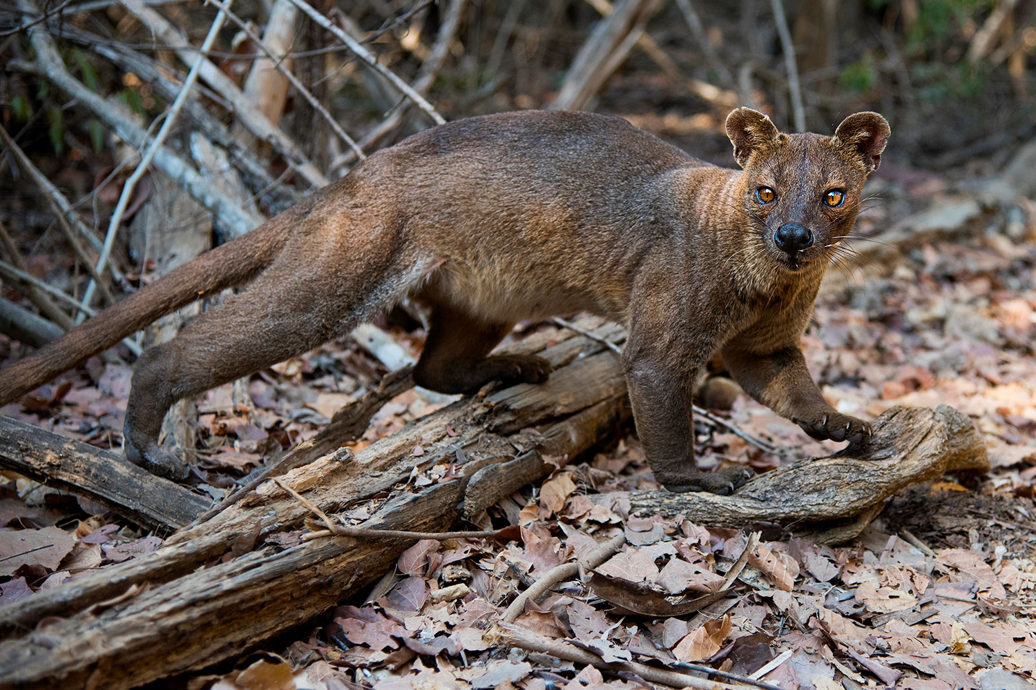 Fossa al kirindy national park