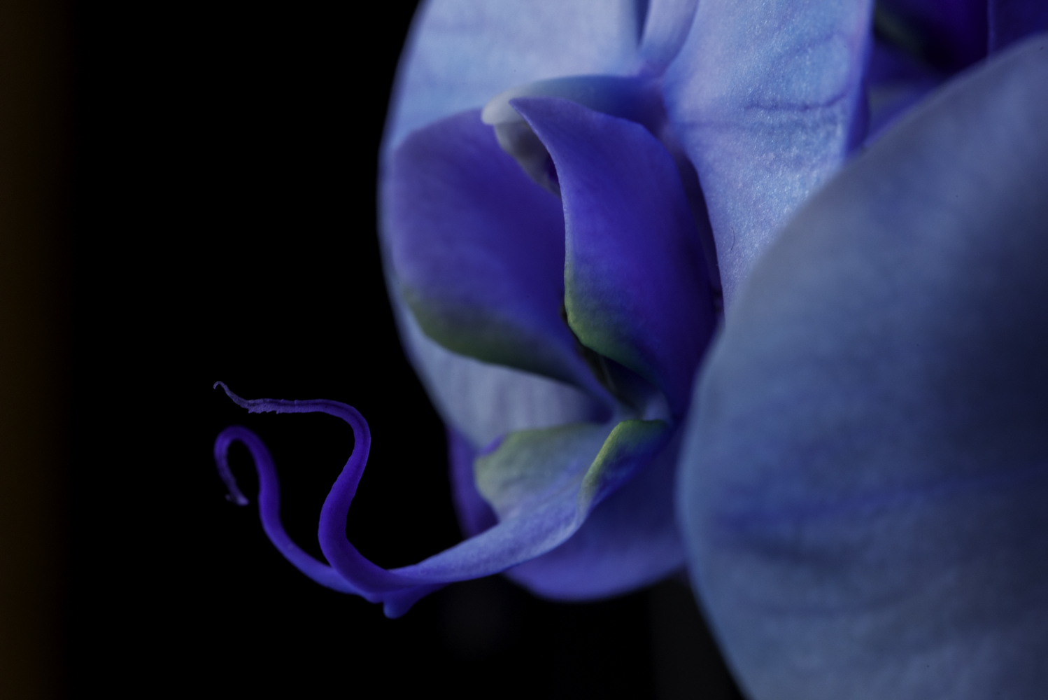 Blu Orchidea