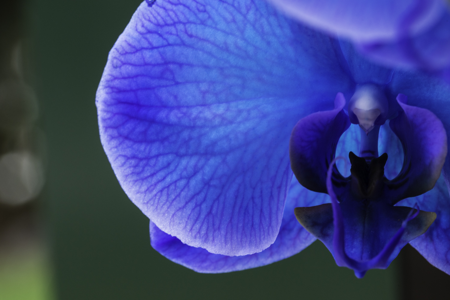 Blu Orchidea