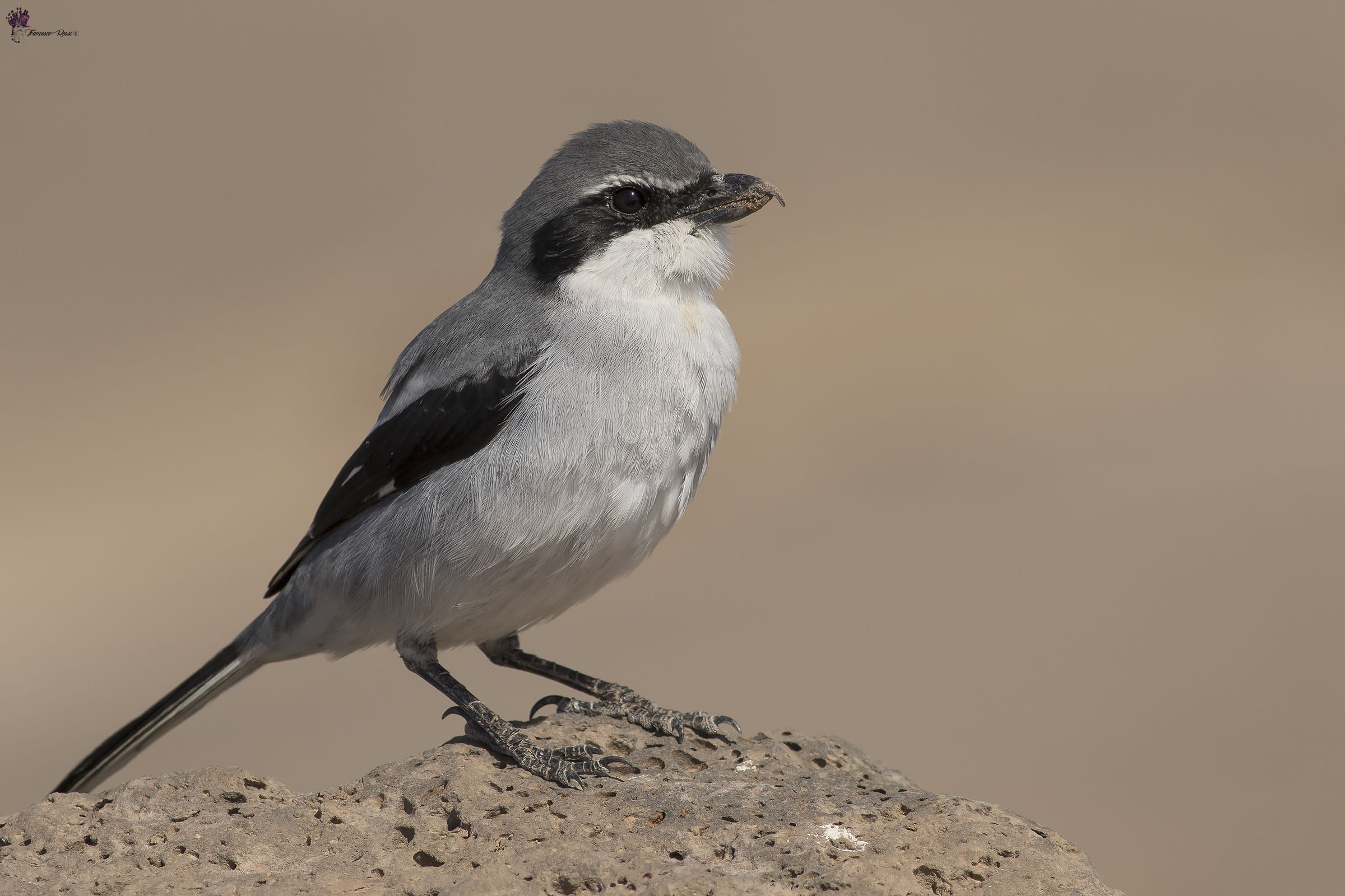 Averla Maggiore ssp koenigi