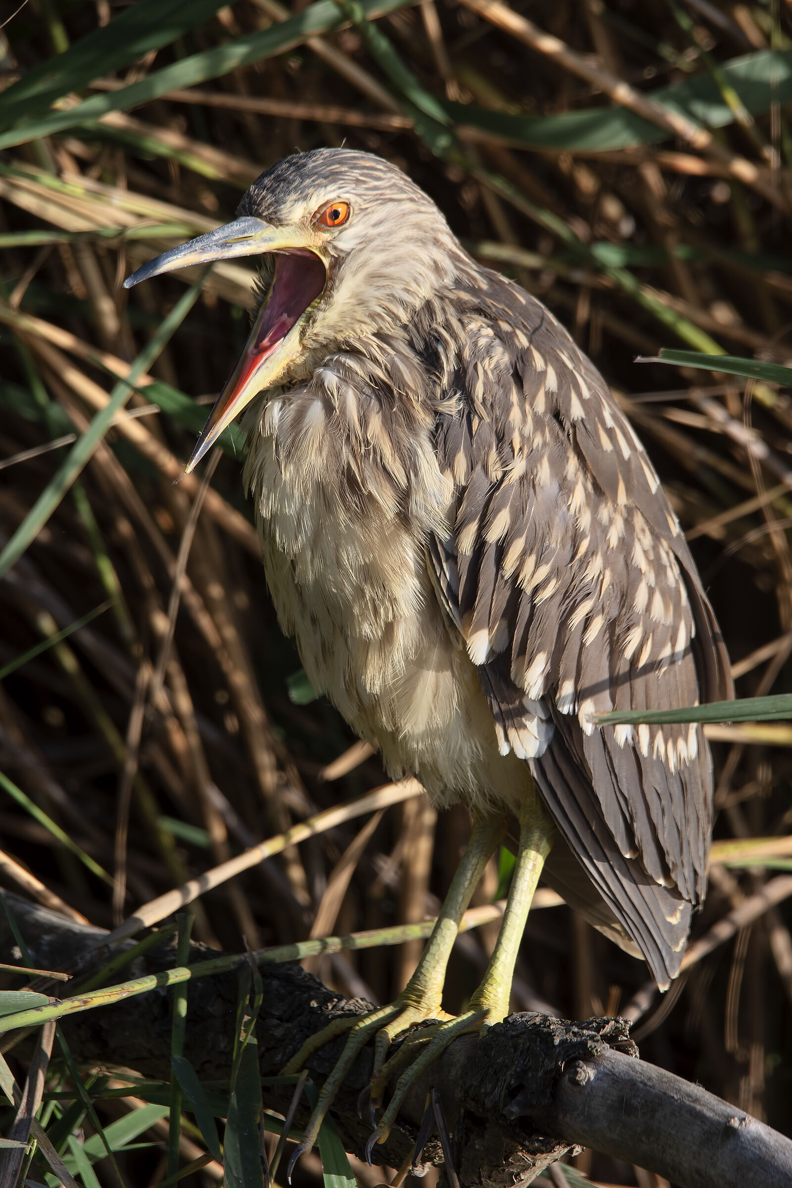 The yawn of Nitticora