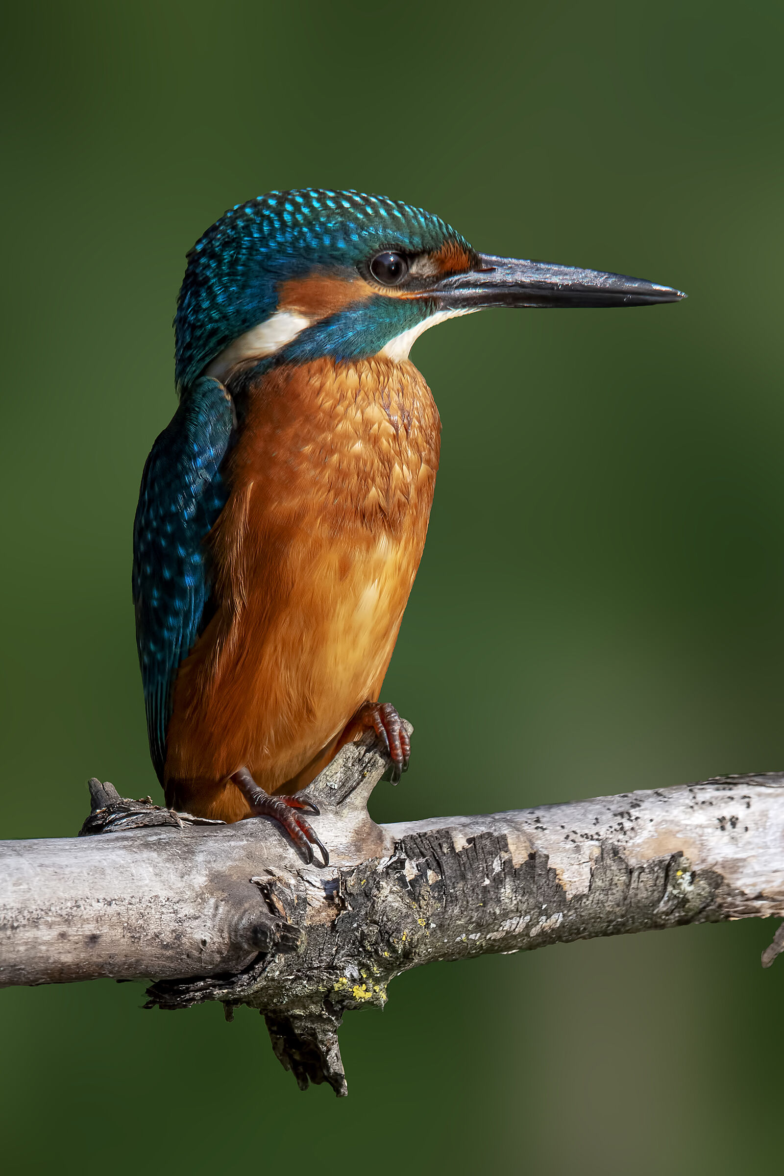 Martin male fisherman