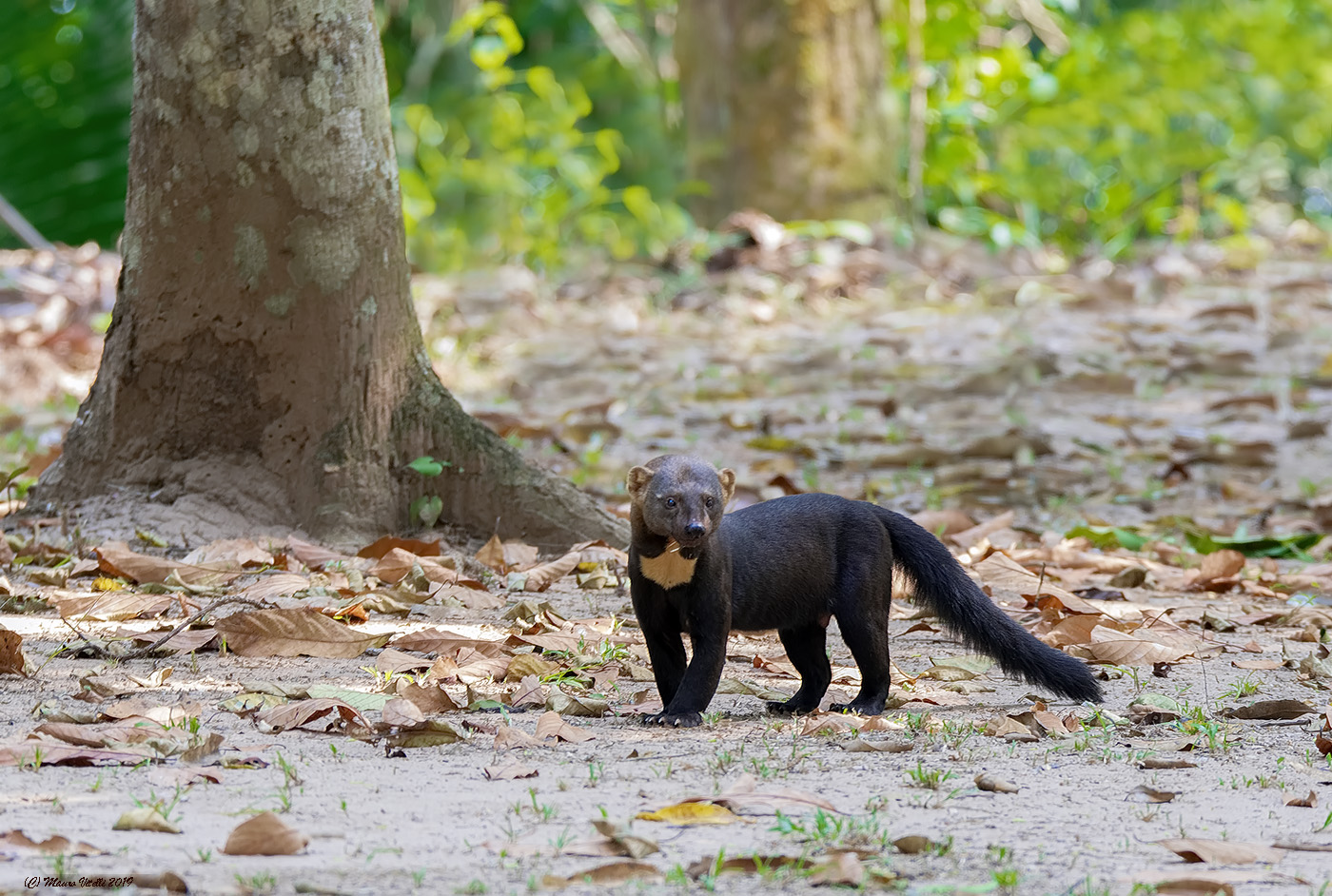 Tayra (Tambopata National Reserve) Peru