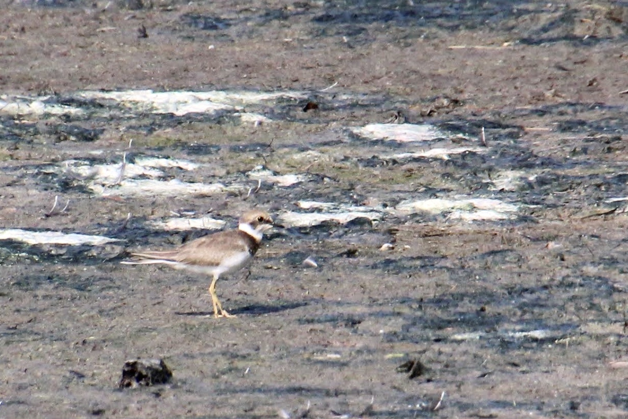 Corriere Piccolo - Charadrius Dubius