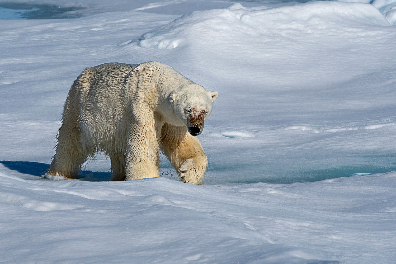 Bear on the move on the Pack