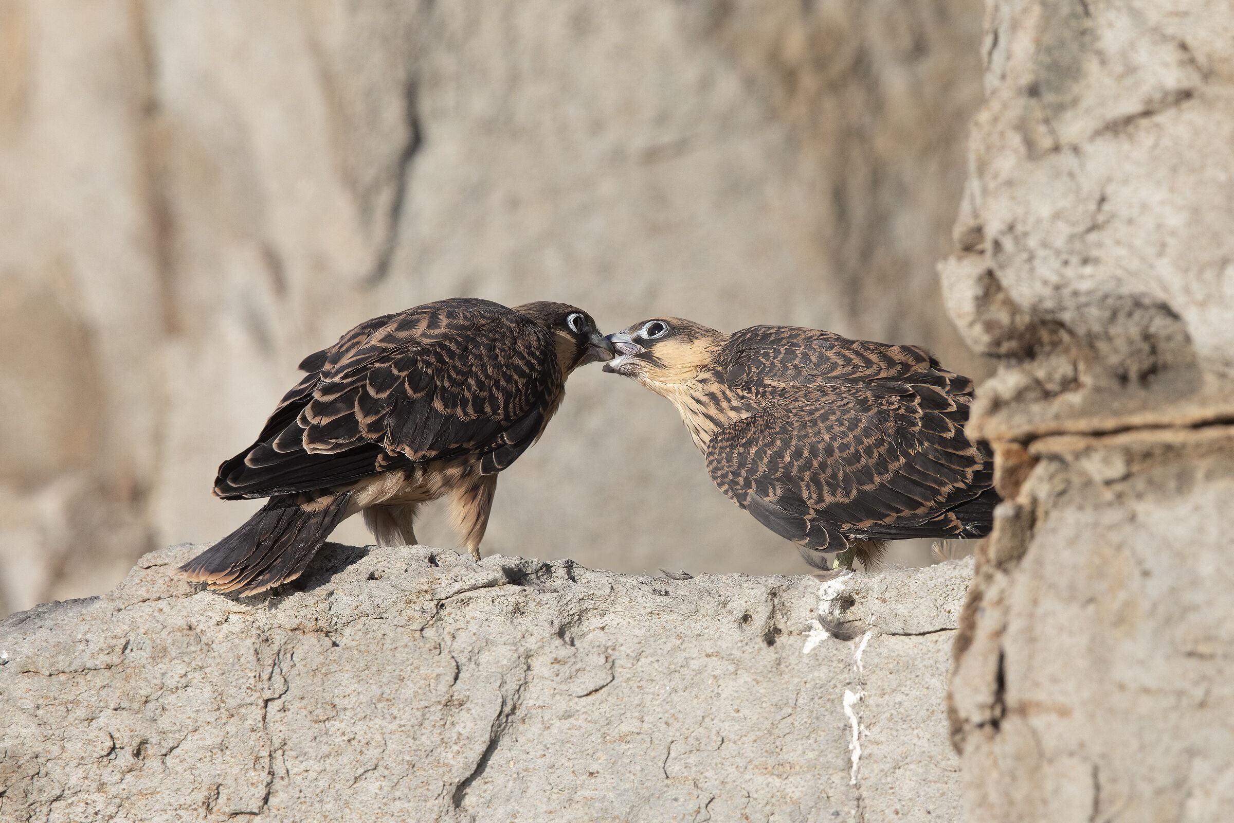 As Giampaolo Loddo would say by kissing