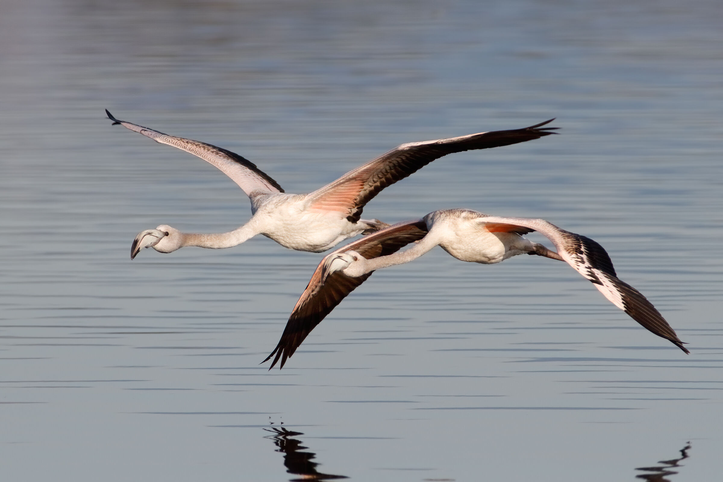 Young pink flamingos
